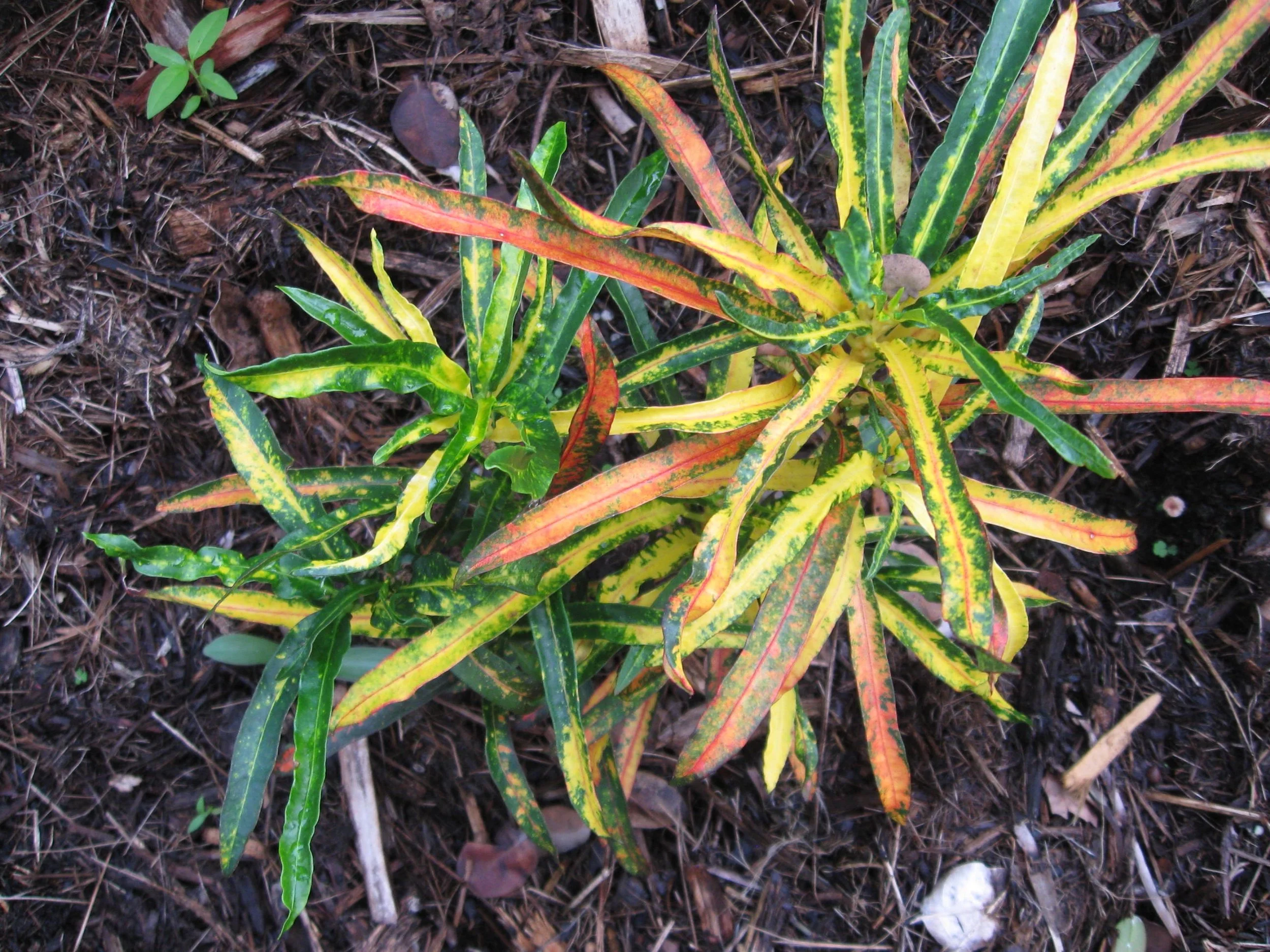 Codiaeum 'Maku'u Fireworks'.jpeg