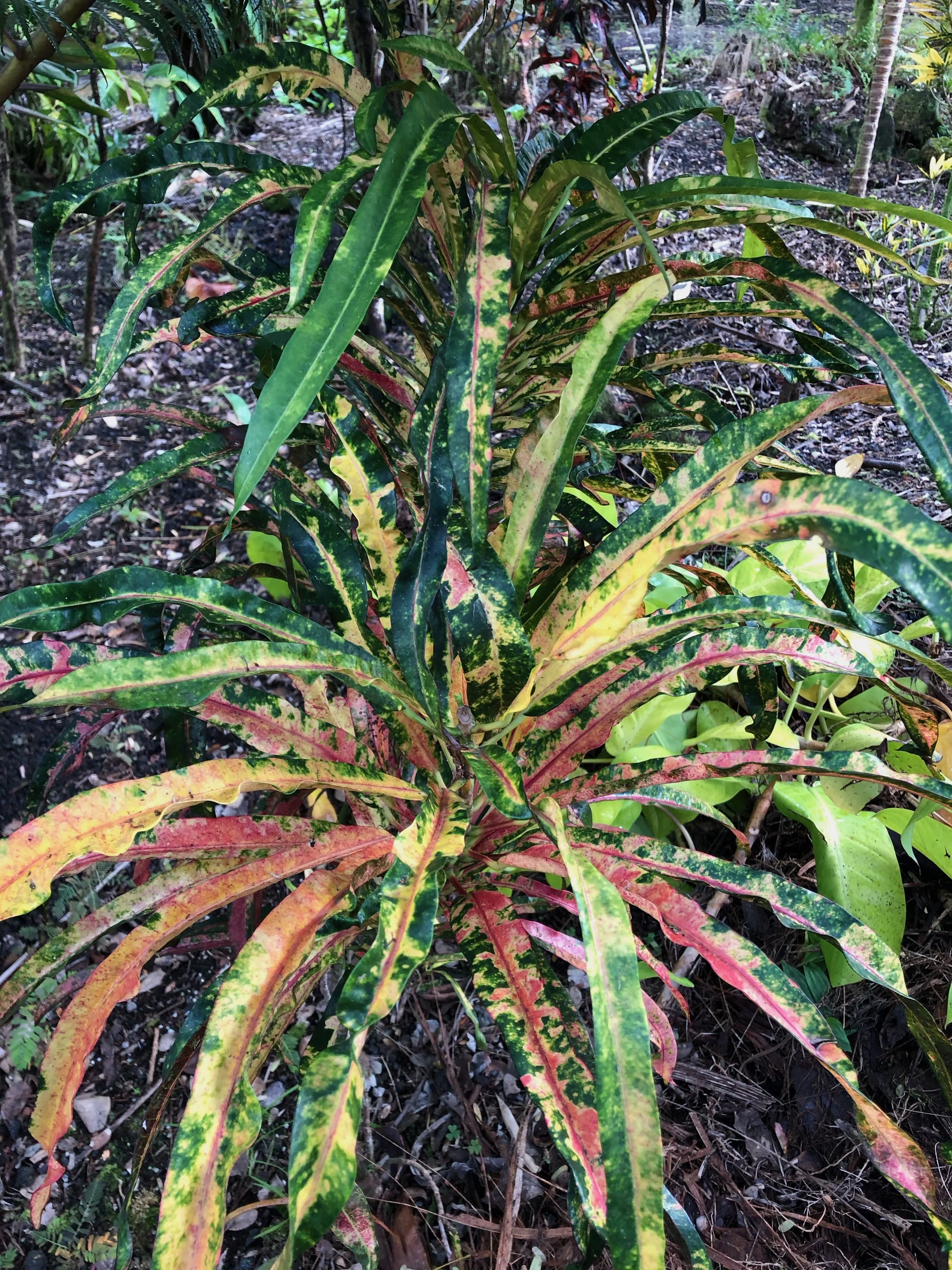 Codiaeum 'Maku'u Fireworks' (1).jpeg