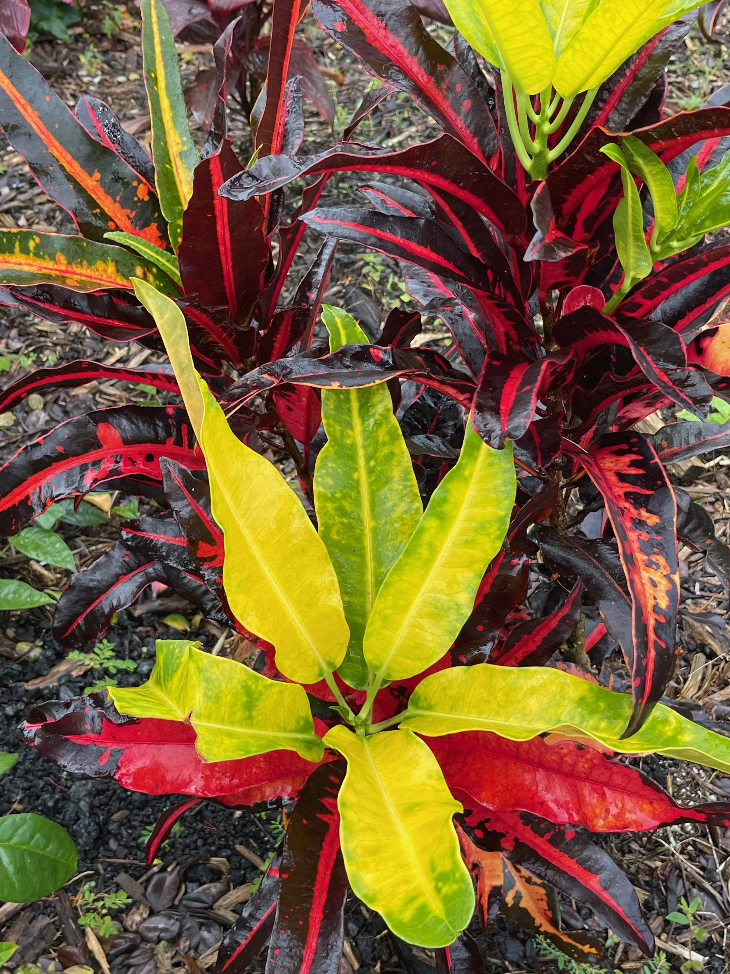 Codiaeum 'Mango' (7).jpeg