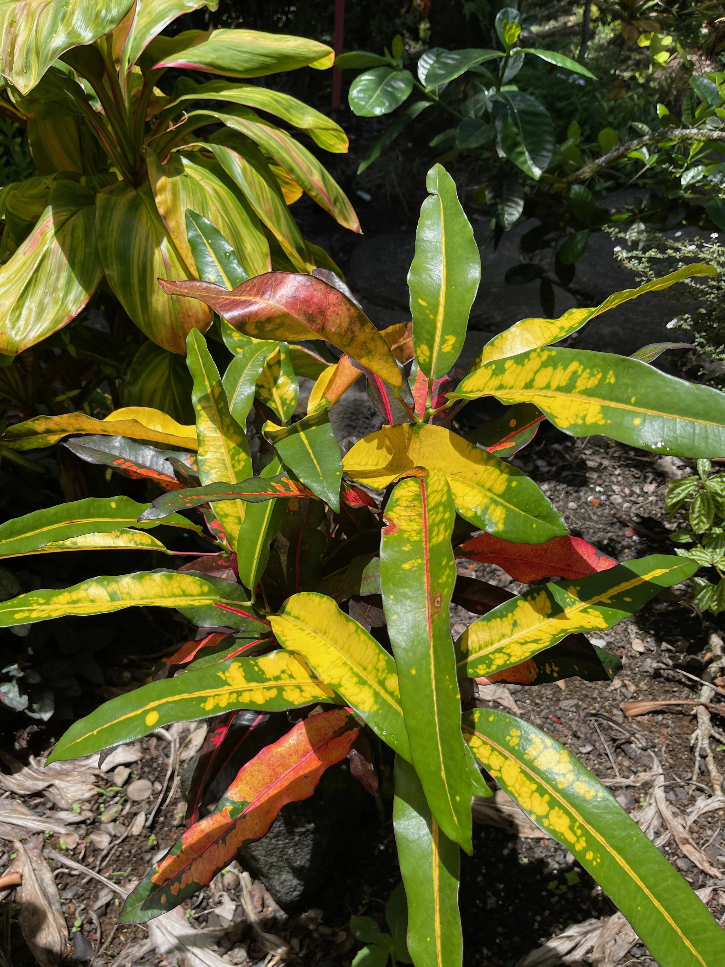 Codiaeum 'Mango'.jpeg