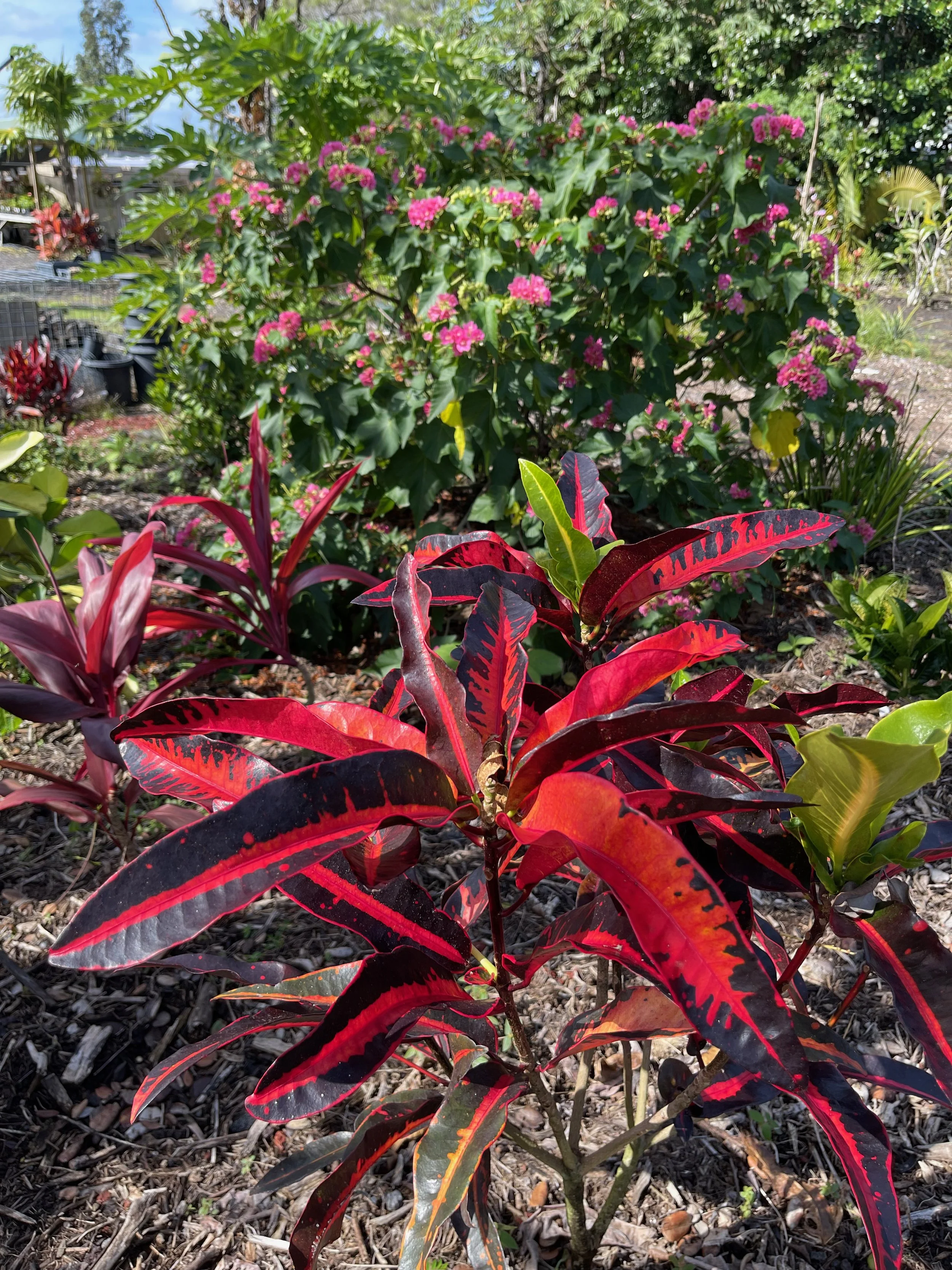 Codiaeum 'Mango' (2).jpeg