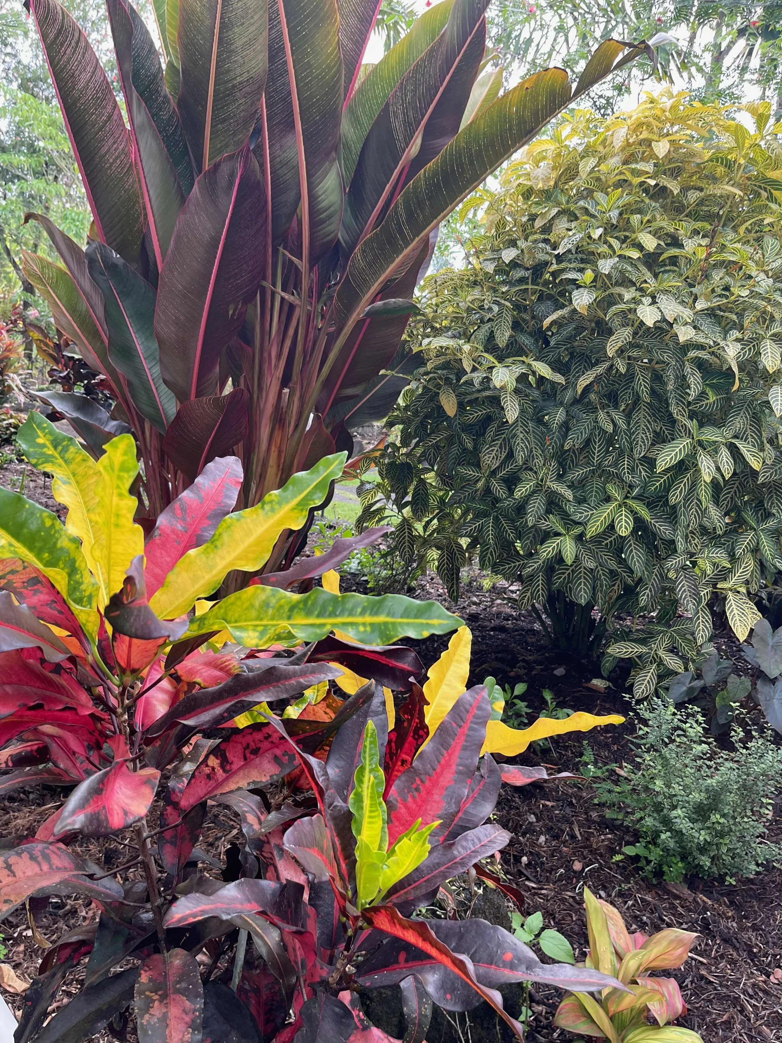 Codiaeum 'Mango' (1).jpeg