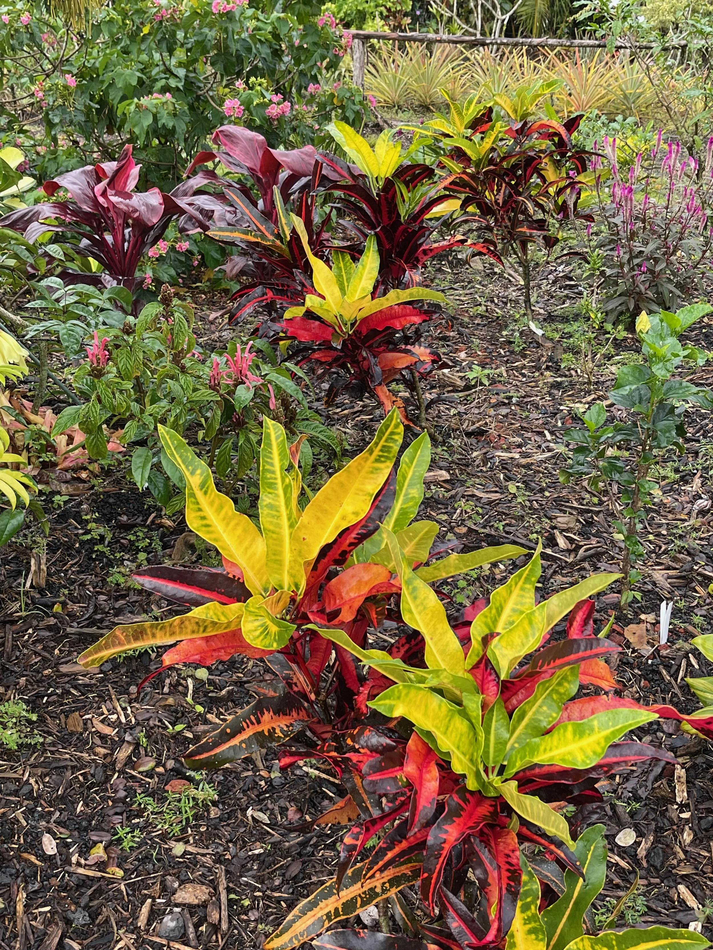 Codiaeum 'Mango' (5).jpeg