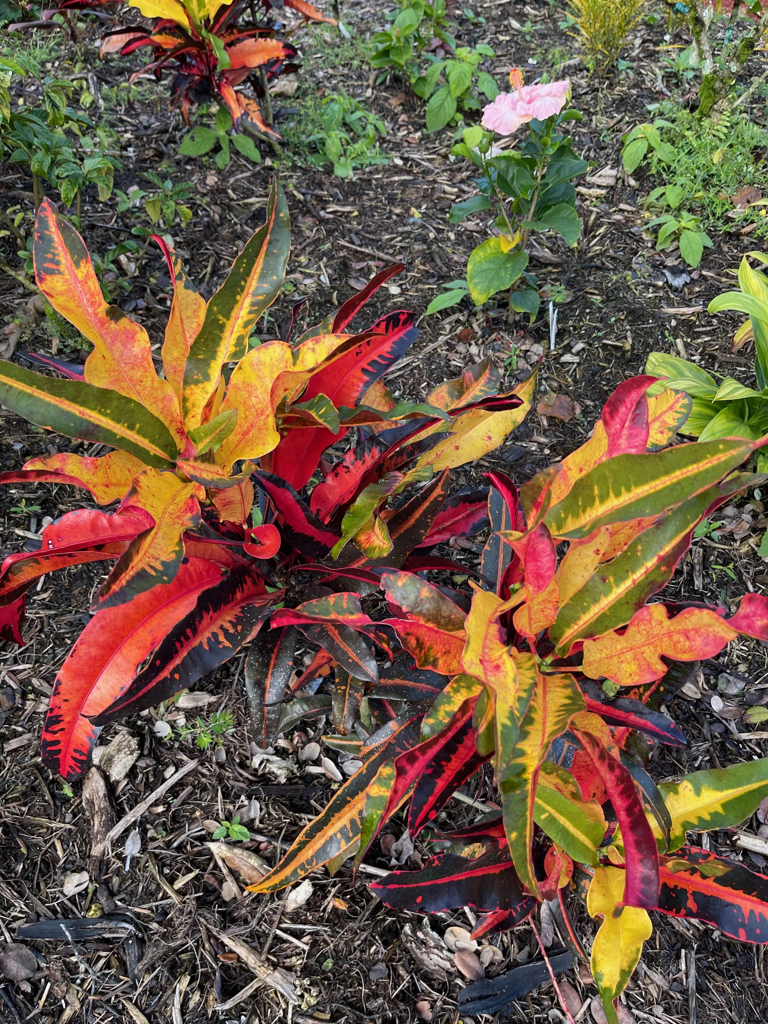 Codiaeum 'Mango' (4).jpeg