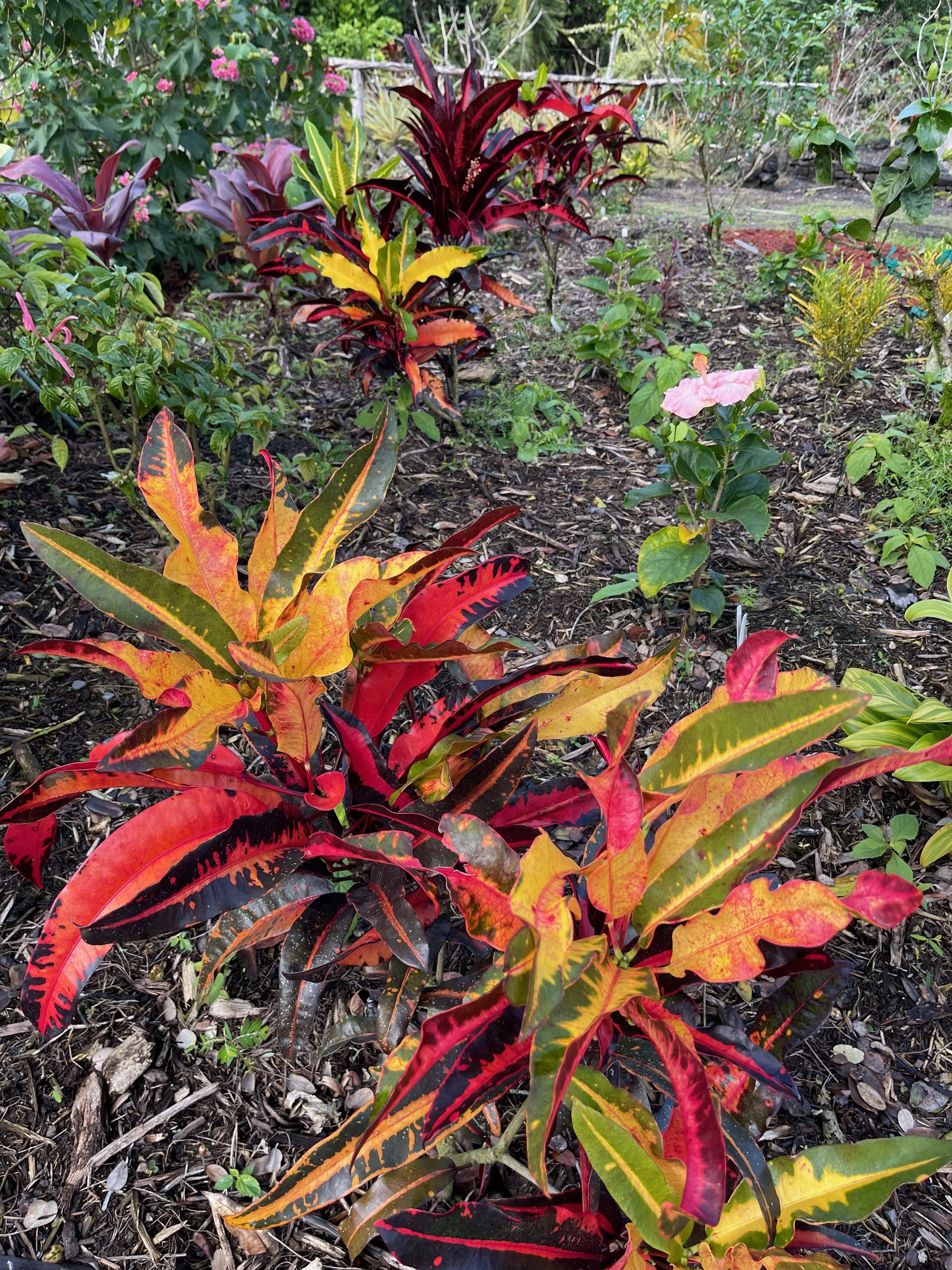 Codiaeum 'Mango' (3).jpeg