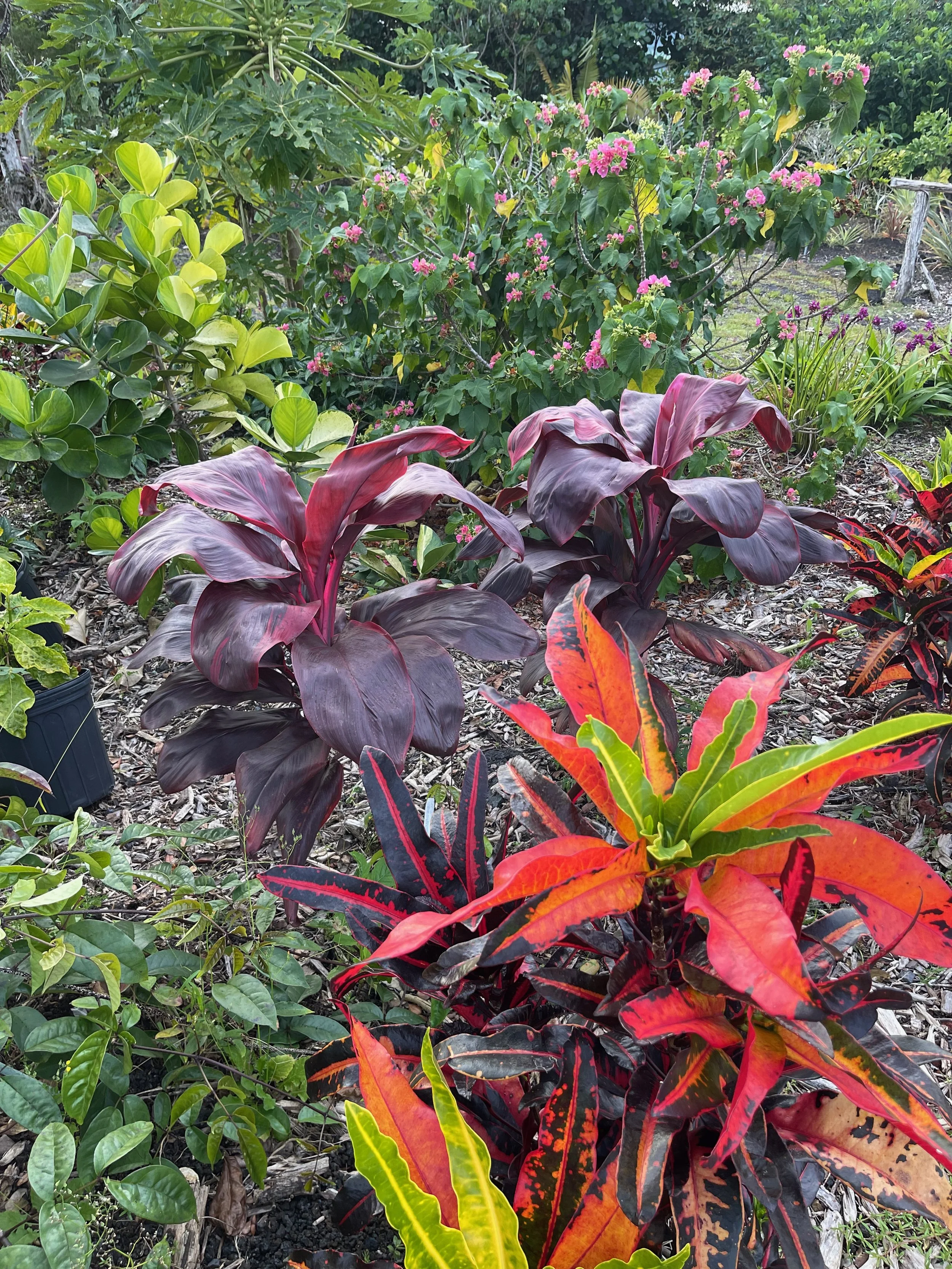 Codiaeum 'Mango' (8).jpeg