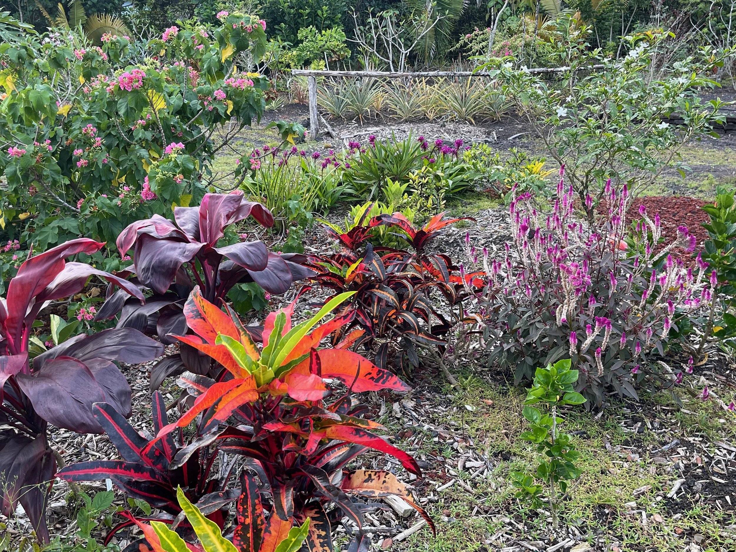 Codiaeum 'Mango' (9).jpeg