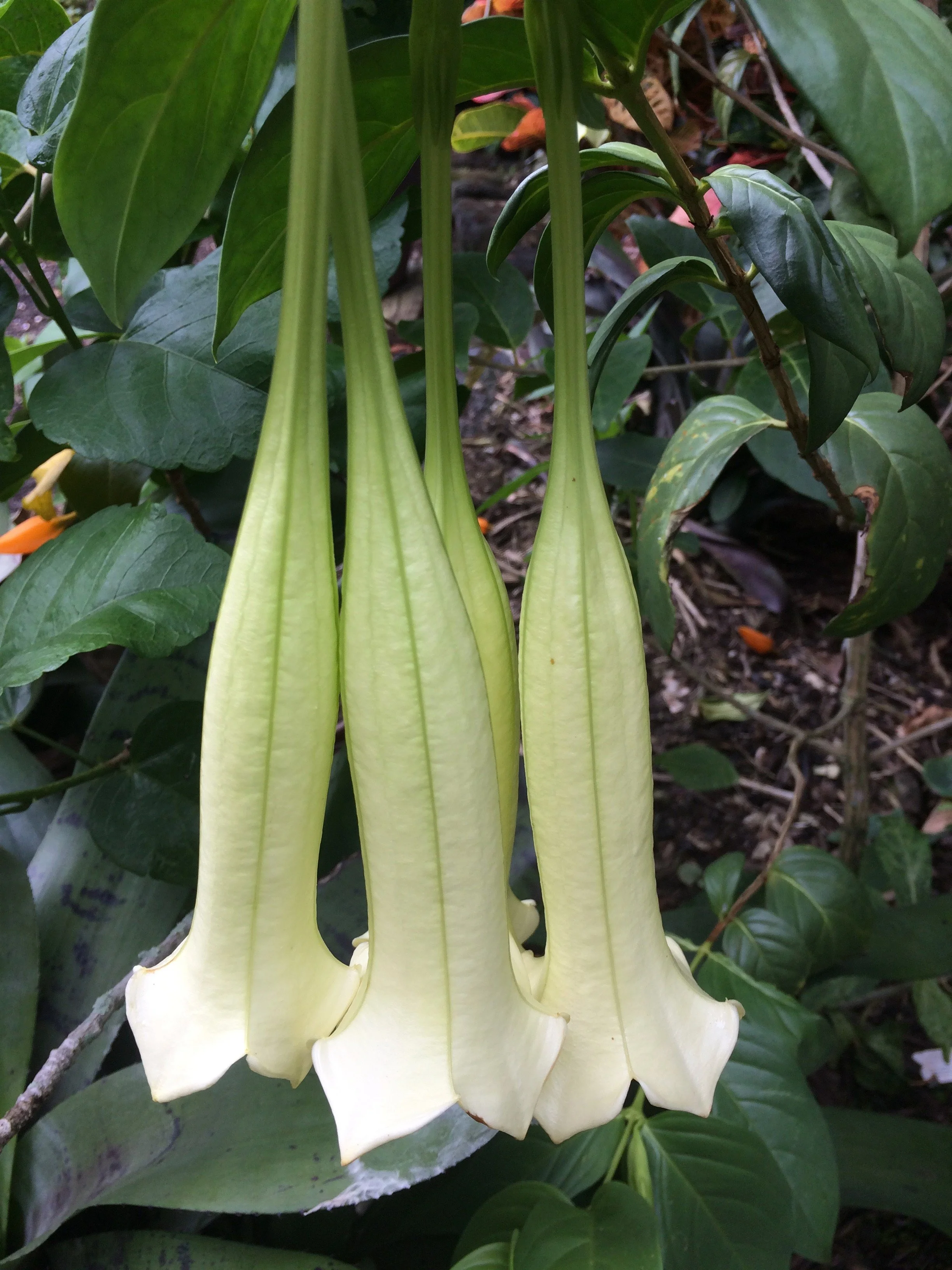 Cubanola domingensis.jpeg