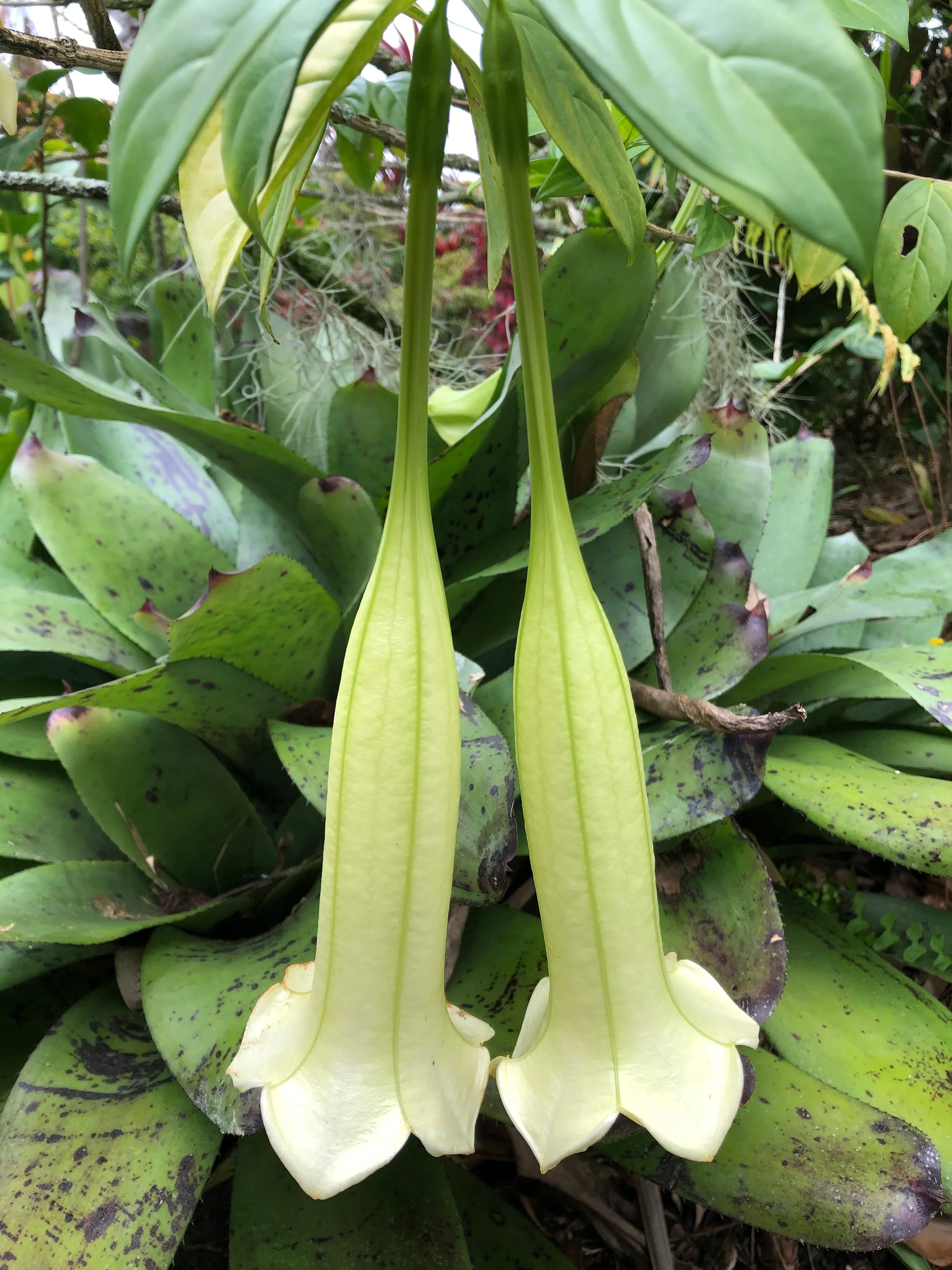 Cubanola domingensis (4).jpeg