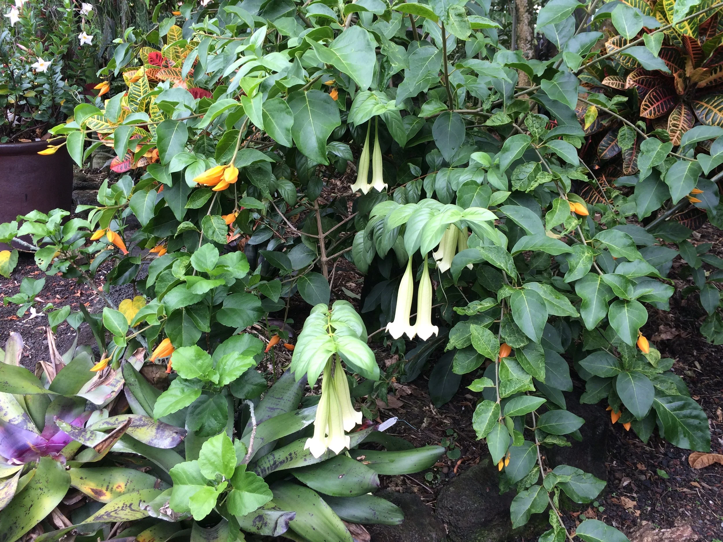 Cubanola domingensis (1).jpeg