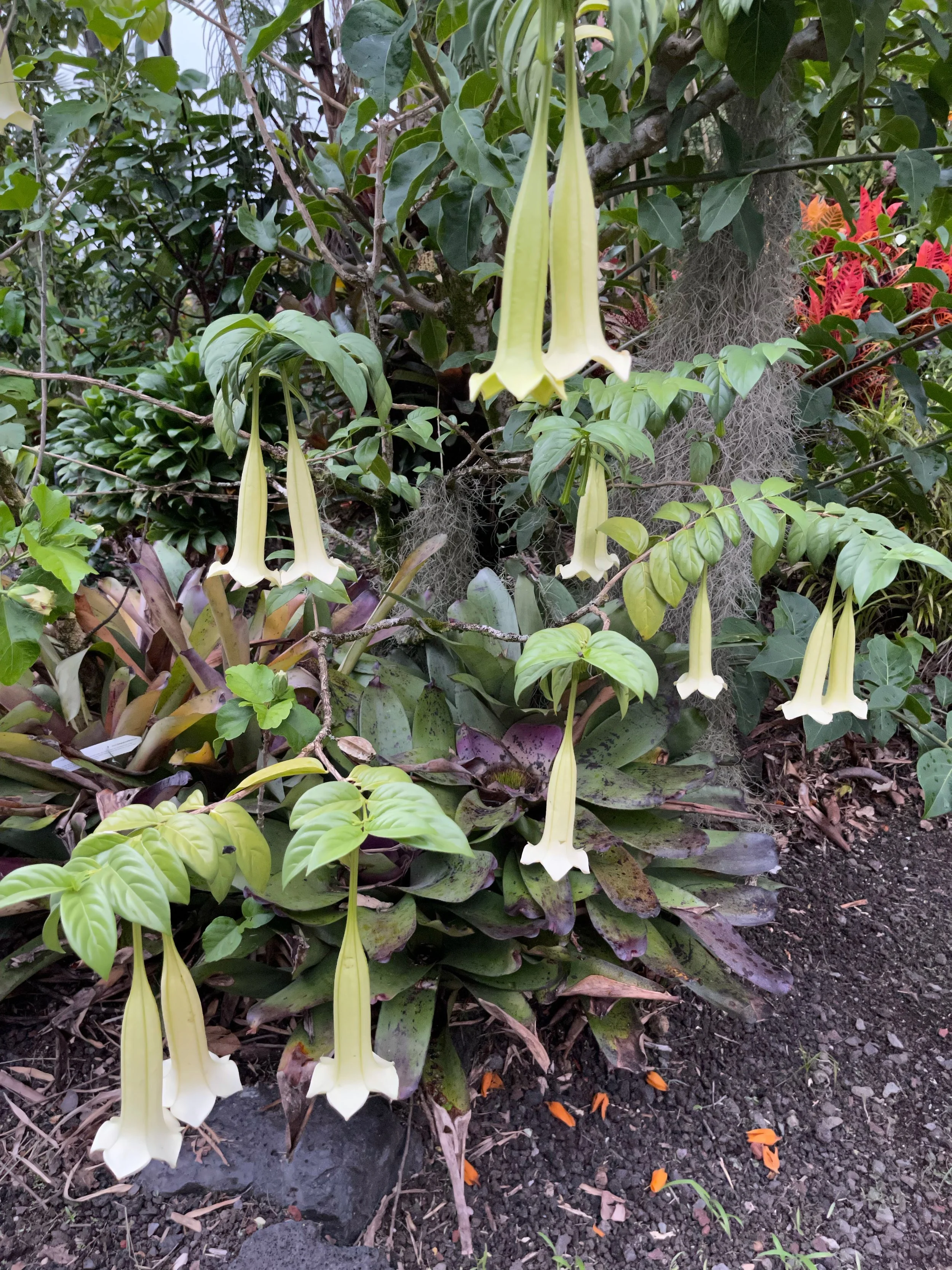 Cubanola domingensis (5).jpeg