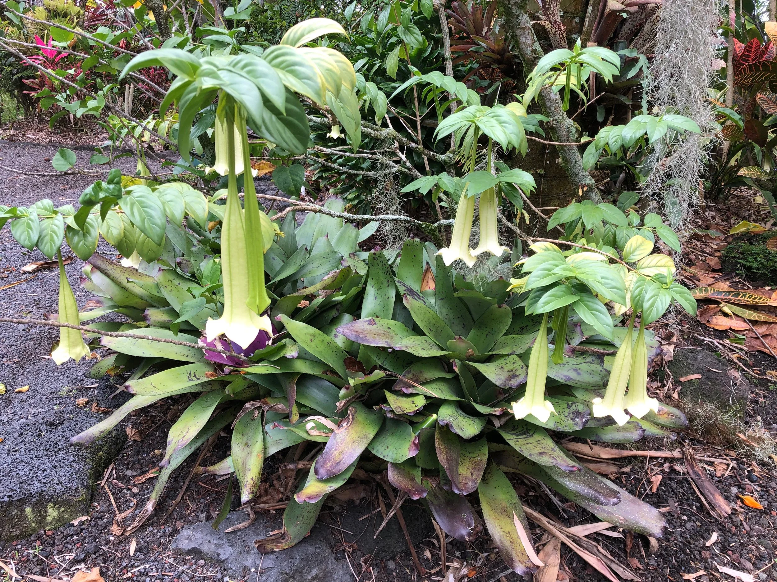 Cubanola domingensis (3).jpeg