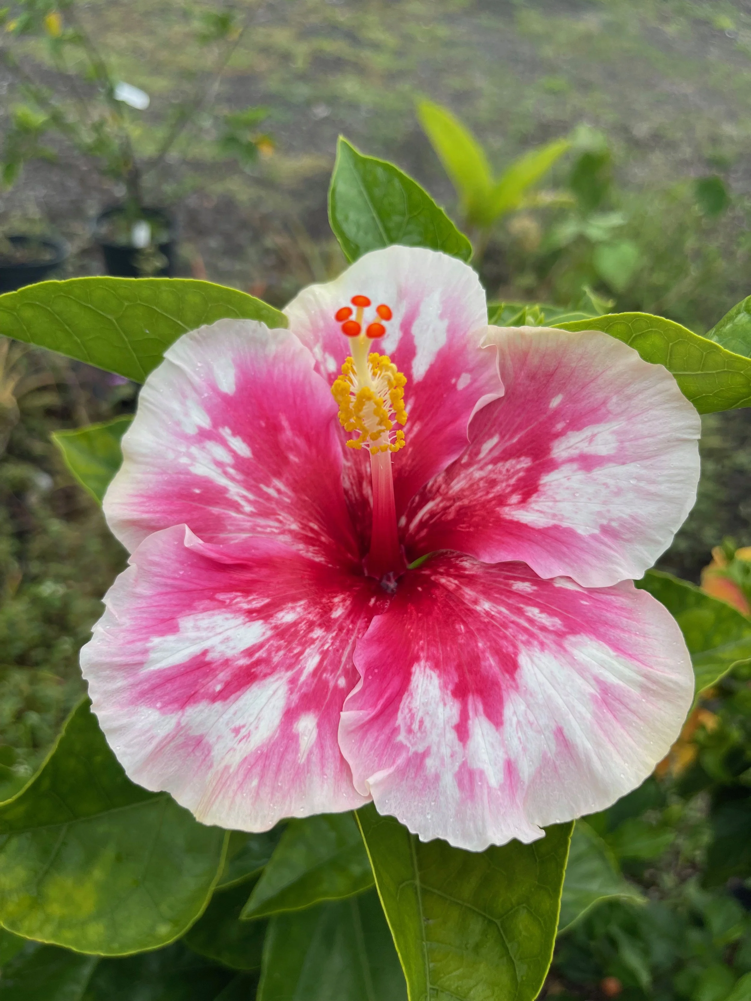 Hibiscus rosa-sinensis ‘Fabulous’ (3).jpeg