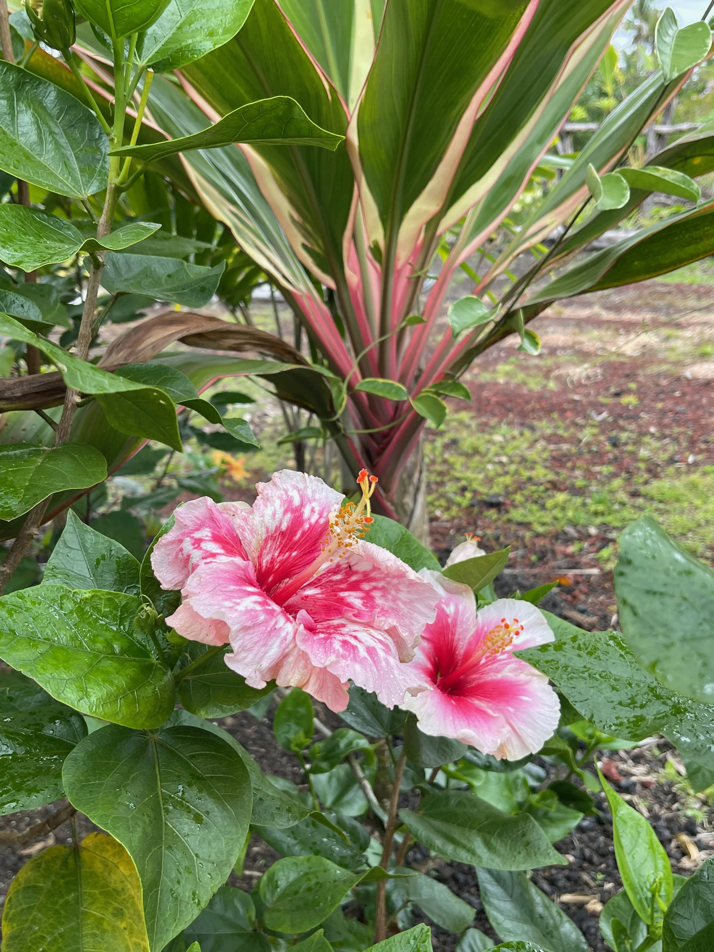 Hibiscus rosa-sinensis ‘Fabulous’ (2).jpeg