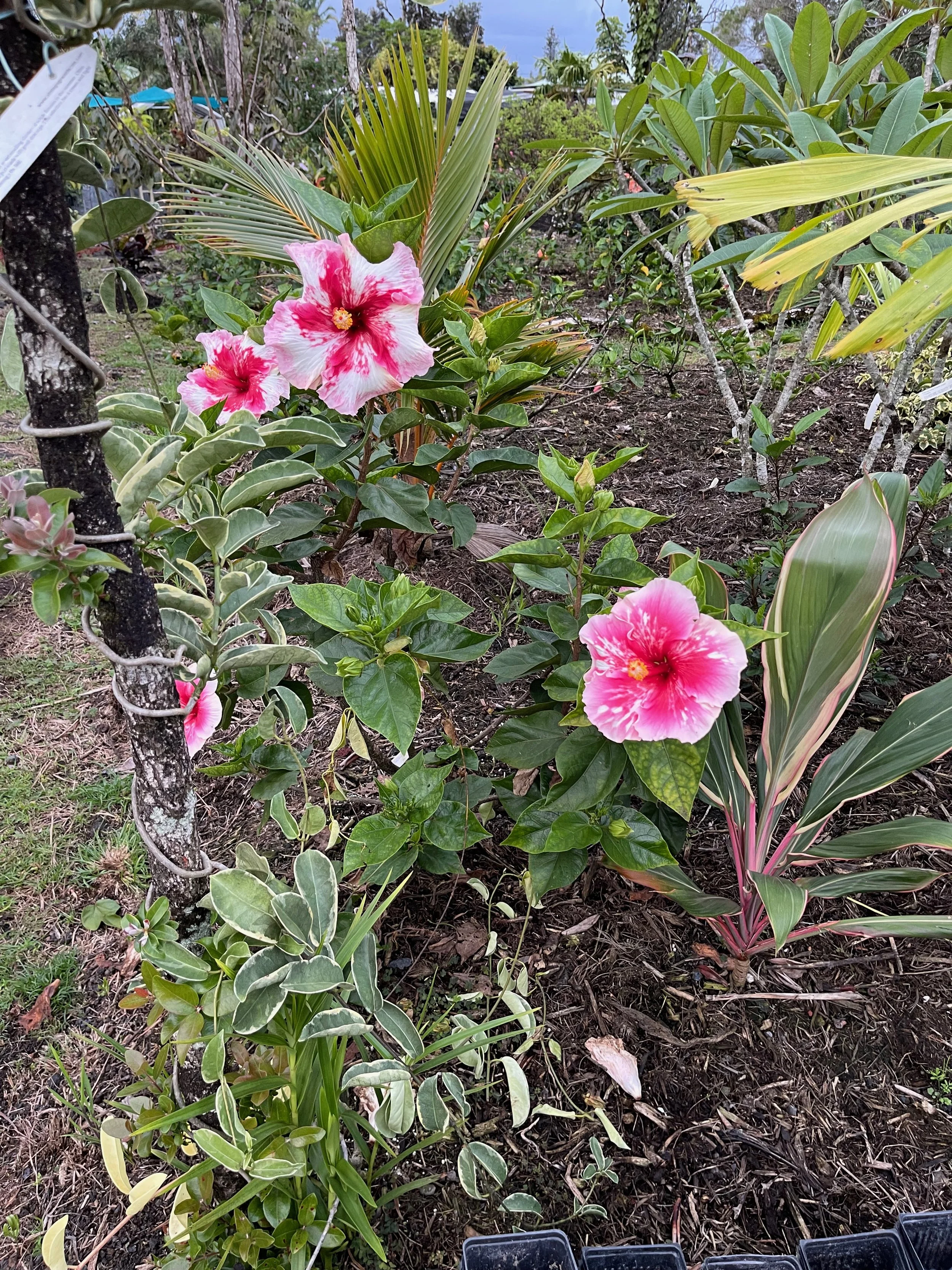 Hibiscus rosa-sinensis ‘Fabulous’ (1).jpeg