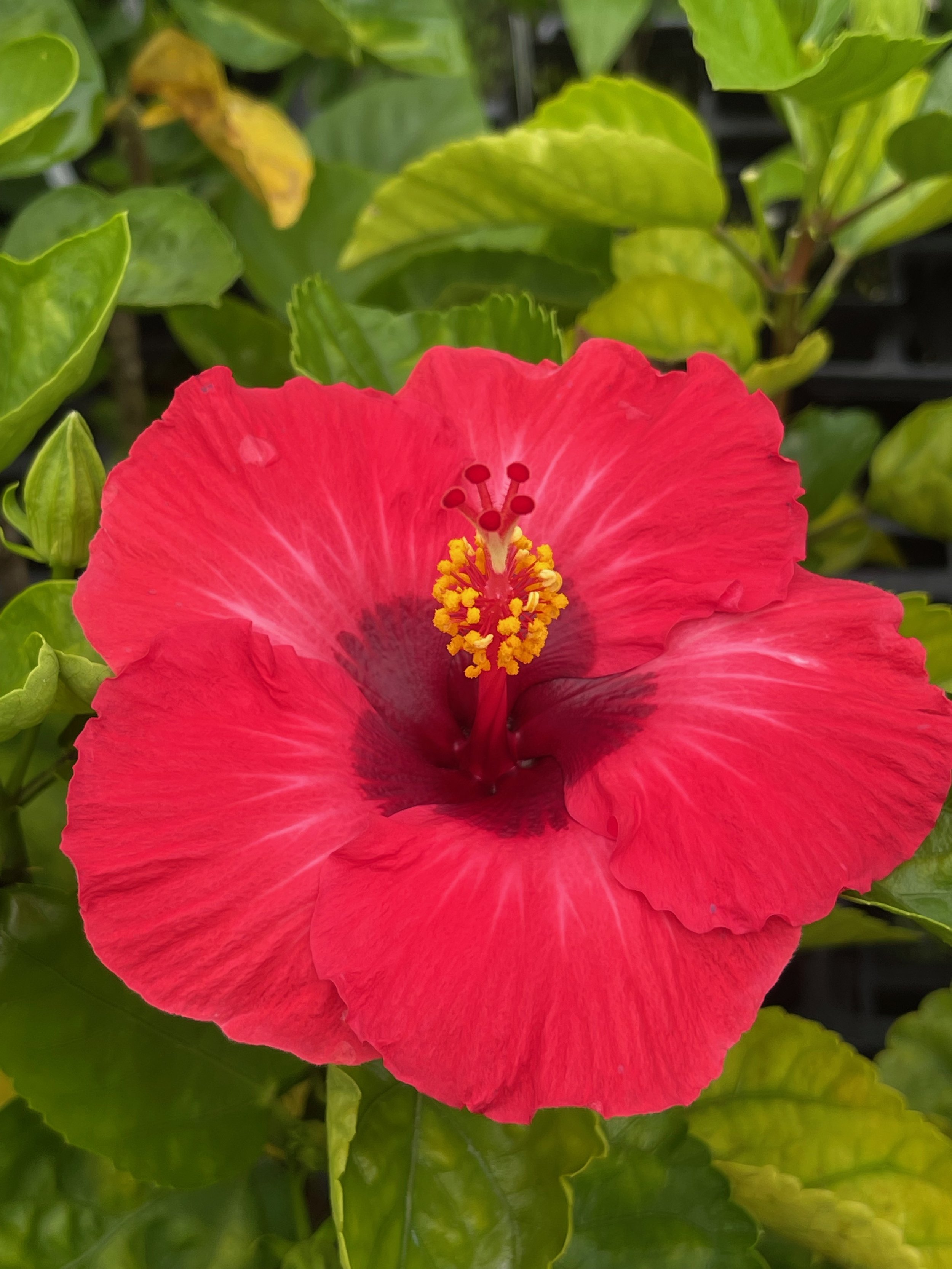 Hibiscus rosa-sinensis 'Glamor Girl' (1).jpeg