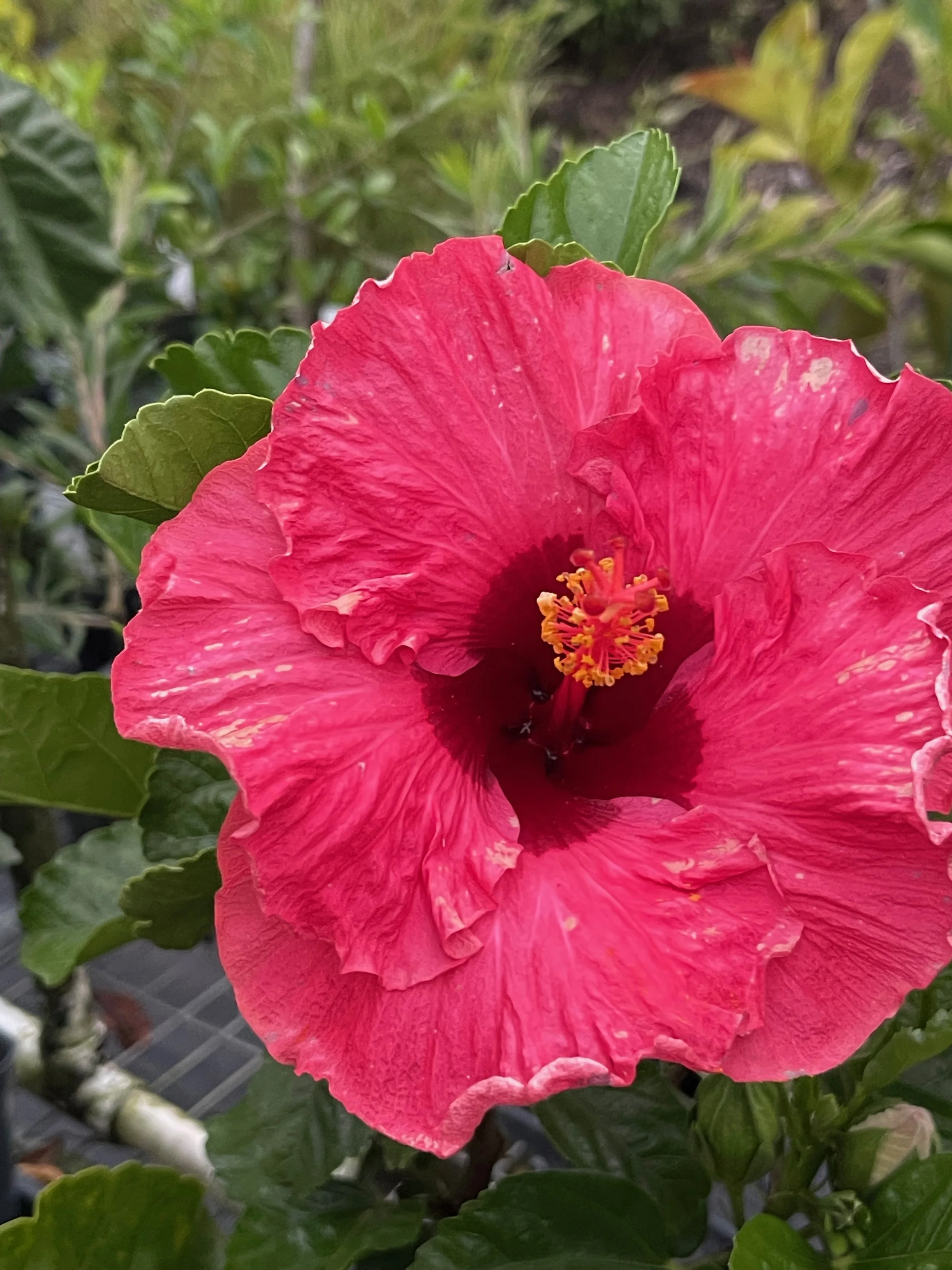 Hibiscus rosa-sinensis 'Glamor Girl' (2).jpeg