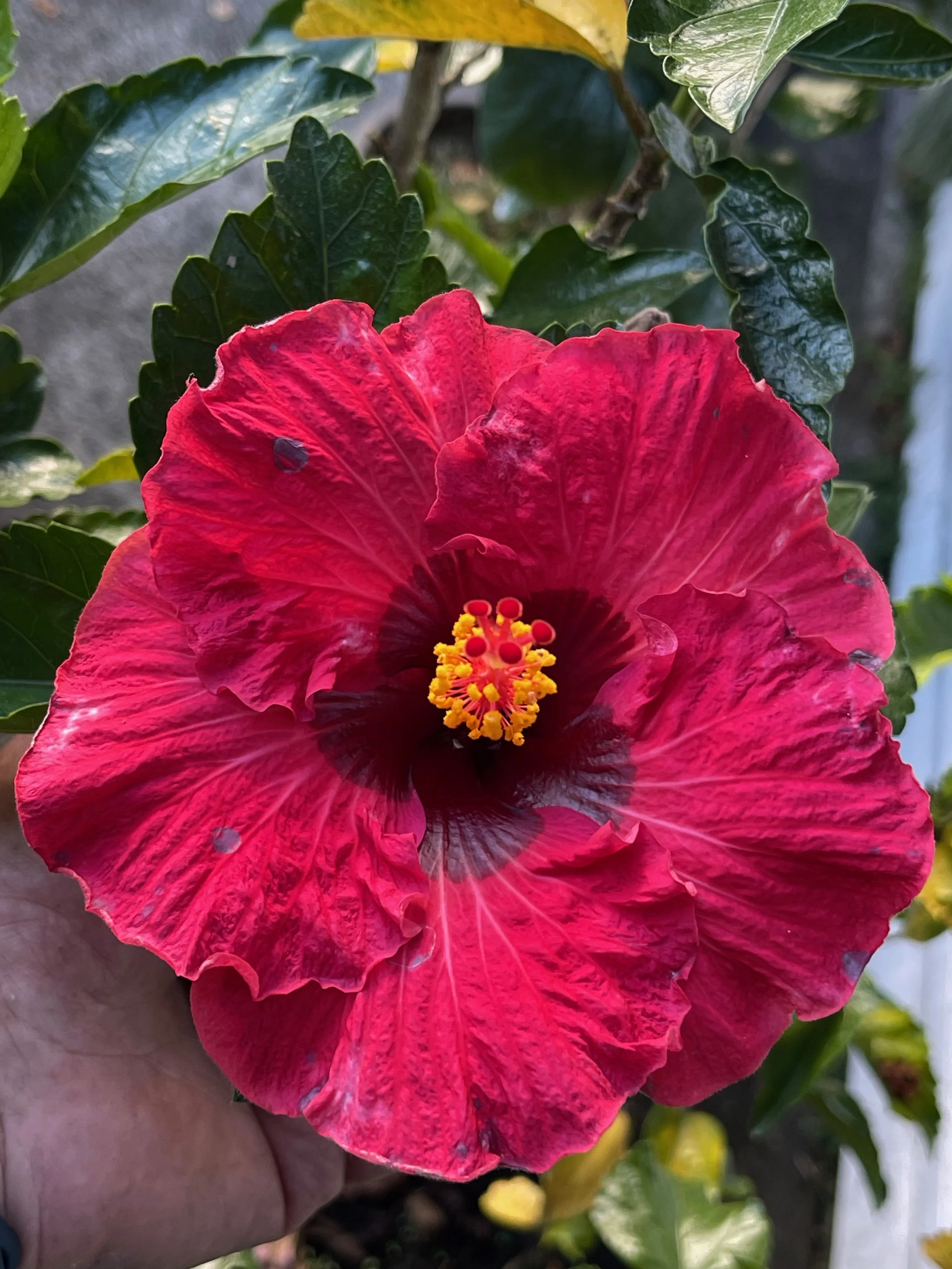 Hibiscus rosa-sinensis 'Glamor Girl'.jpeg