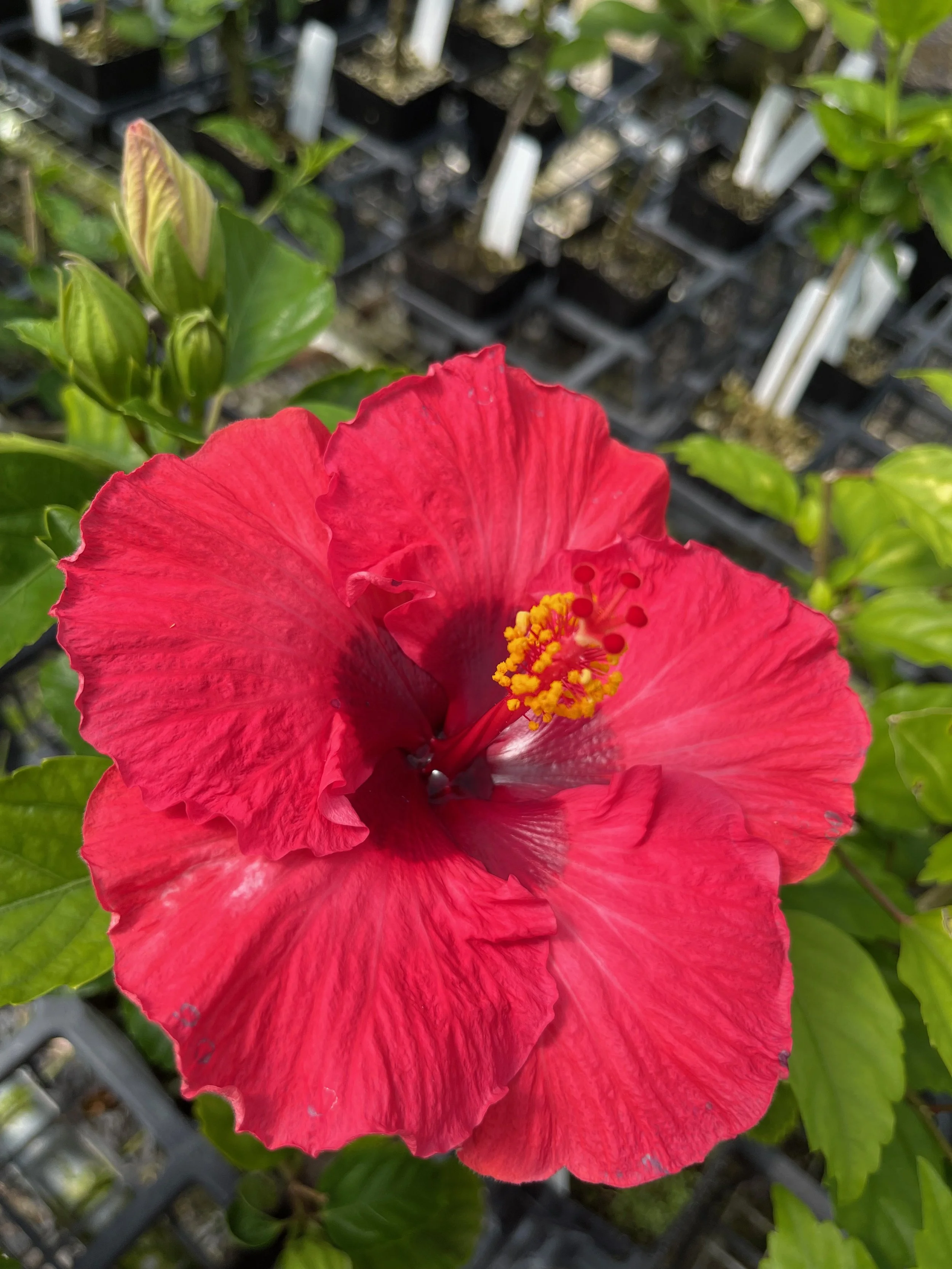 Hibiscus rosa-sinensis 'Glamor Girl' (3).jpeg