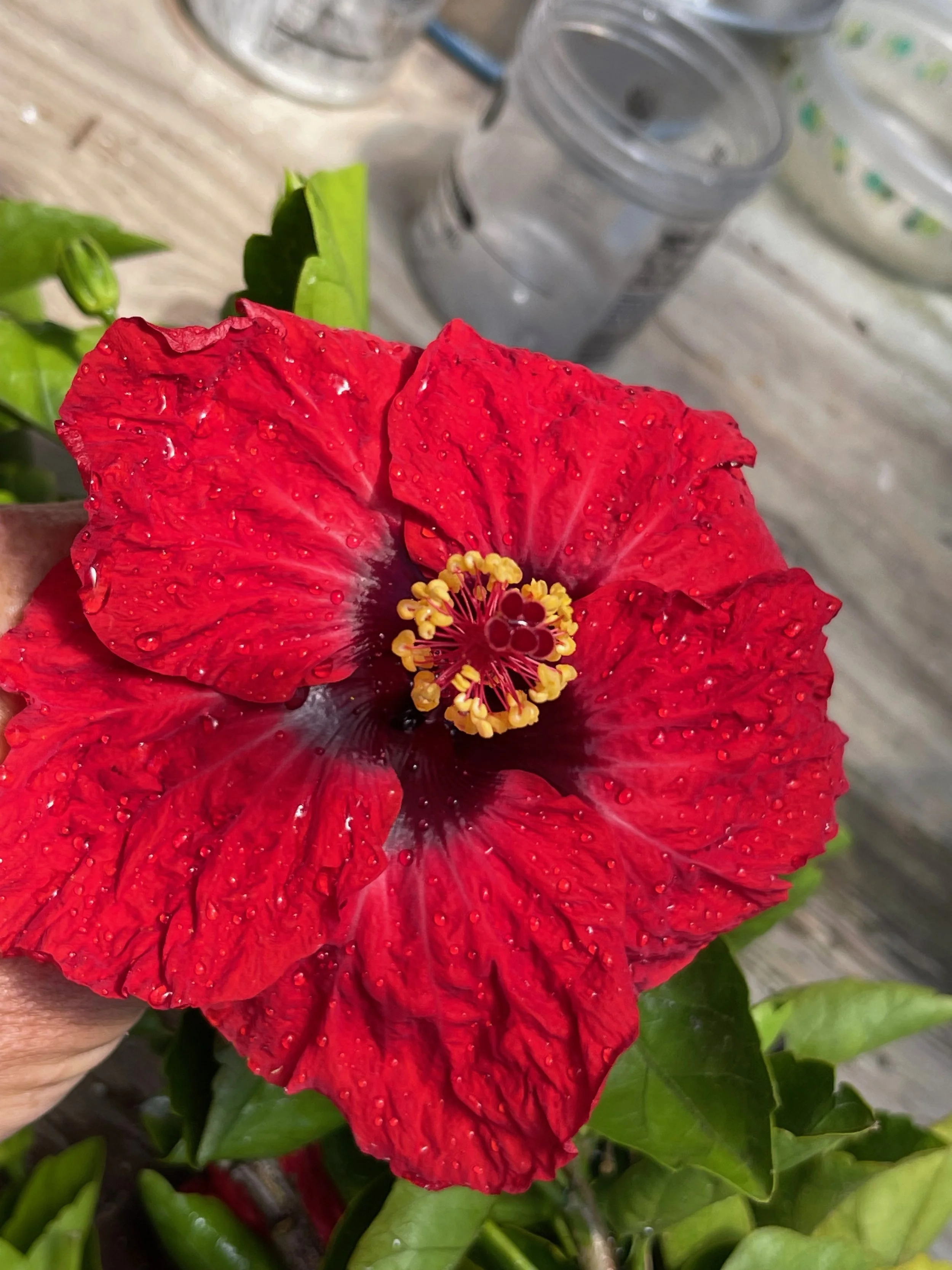 Hibiscus rosa-sinensis 'Hollywood Hot Shot'.jpeg