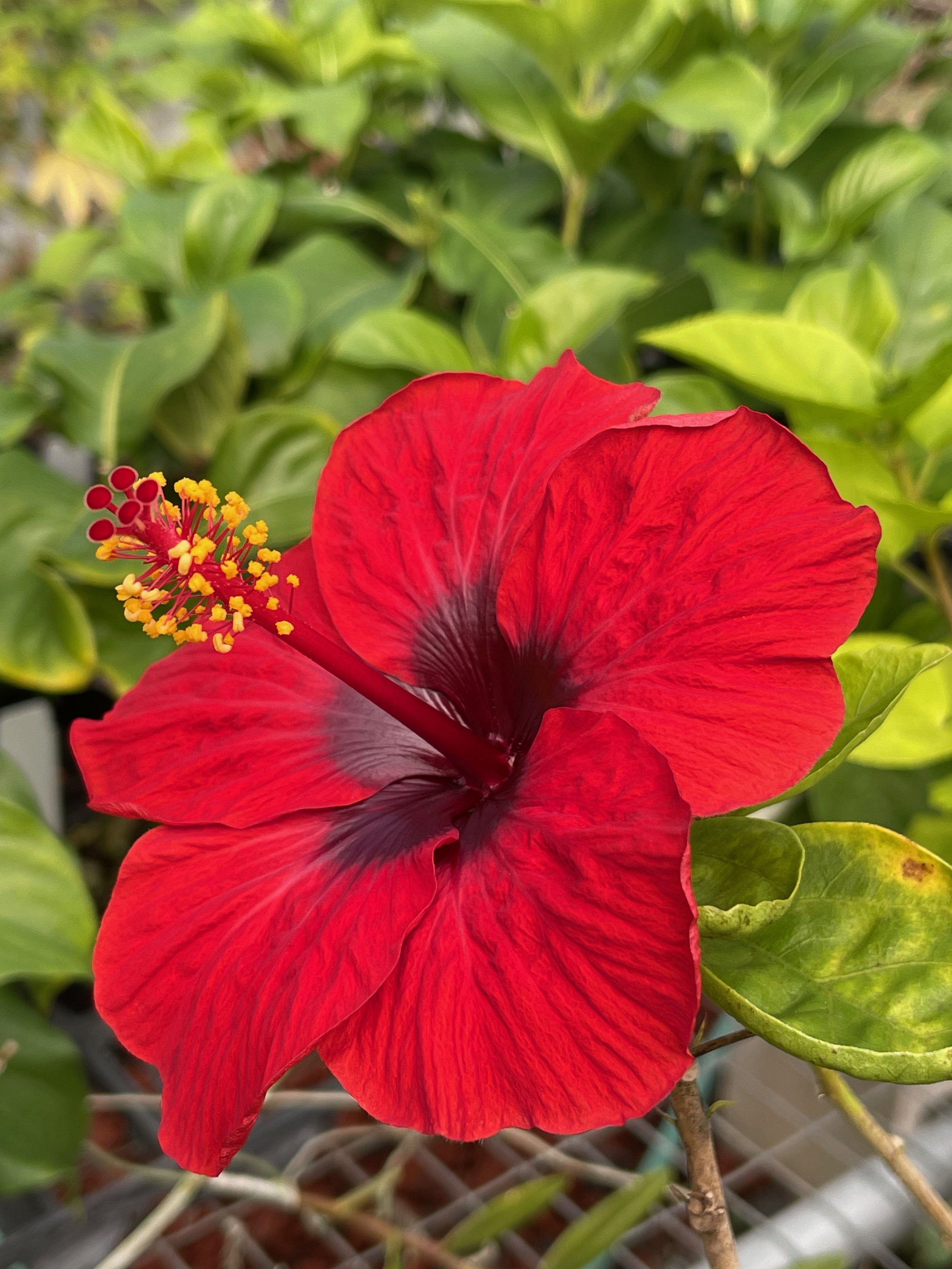 Hibiscus rosa-sinensis 'Hollywood Hot Shot' (2).jpeg