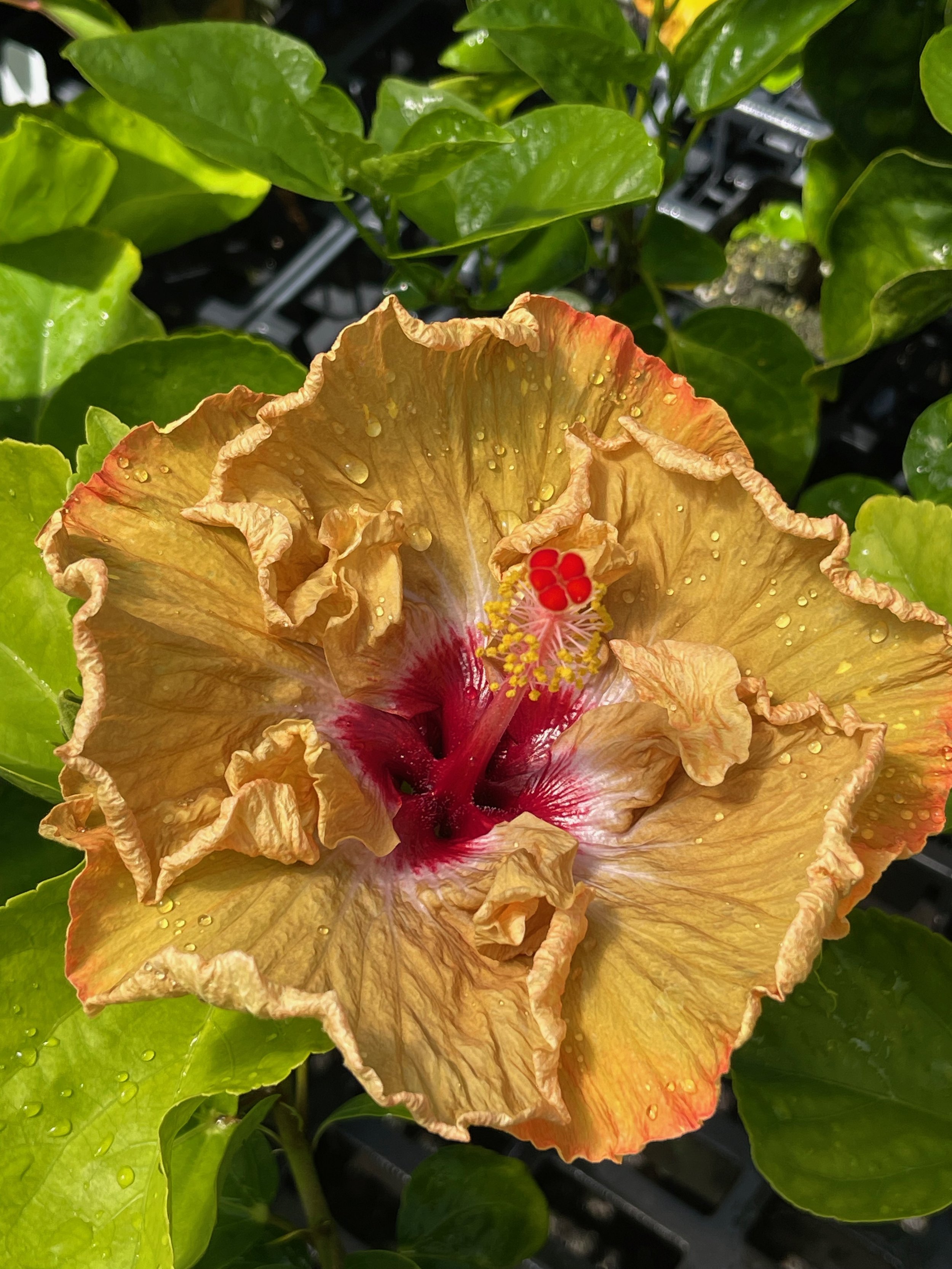 Hibiscus rosa-sinensis 'Honey Pot' (1).jpeg