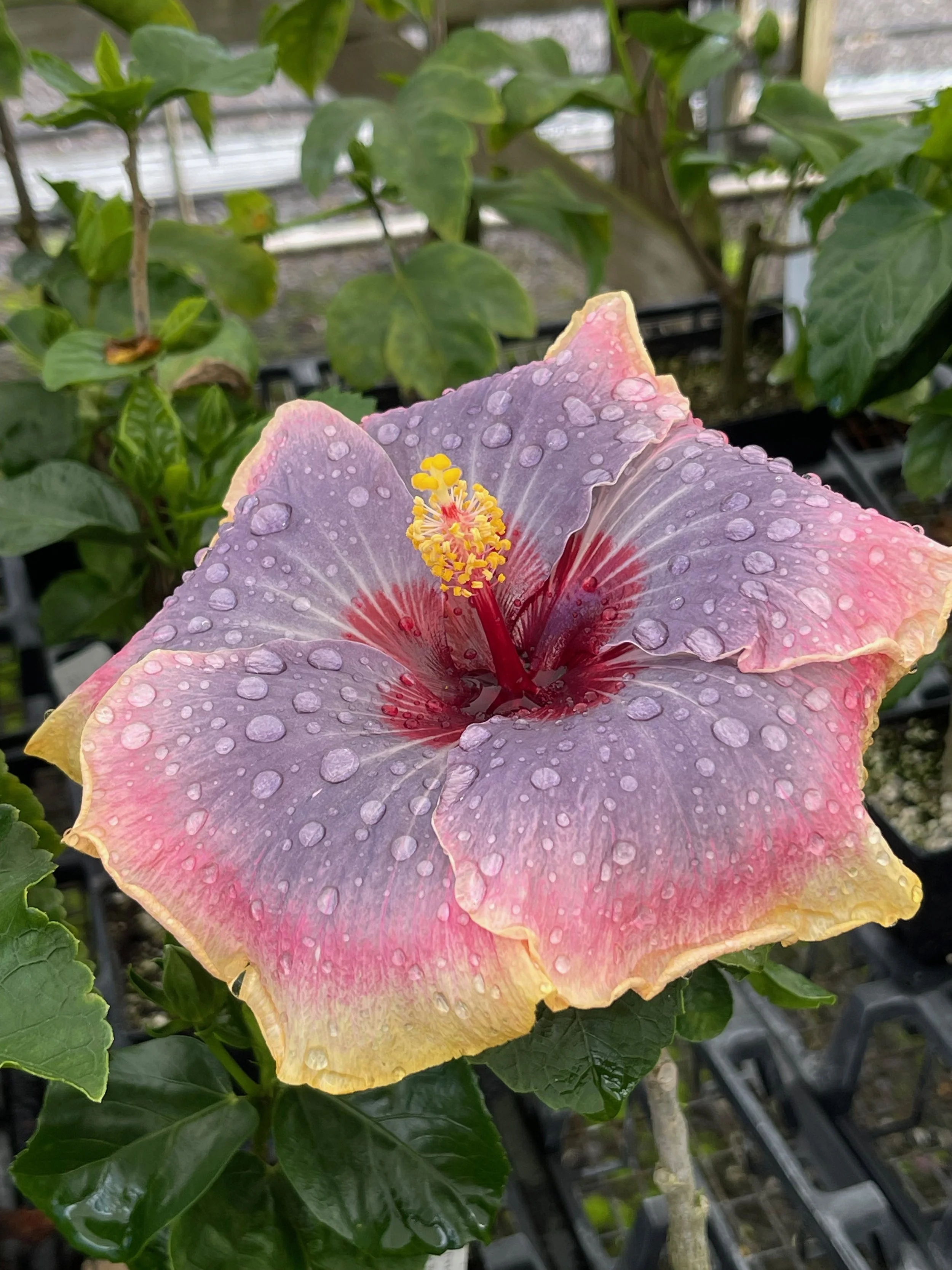 Hibiscus rosa-sinensis 'Impending Storm' (5).jpeg