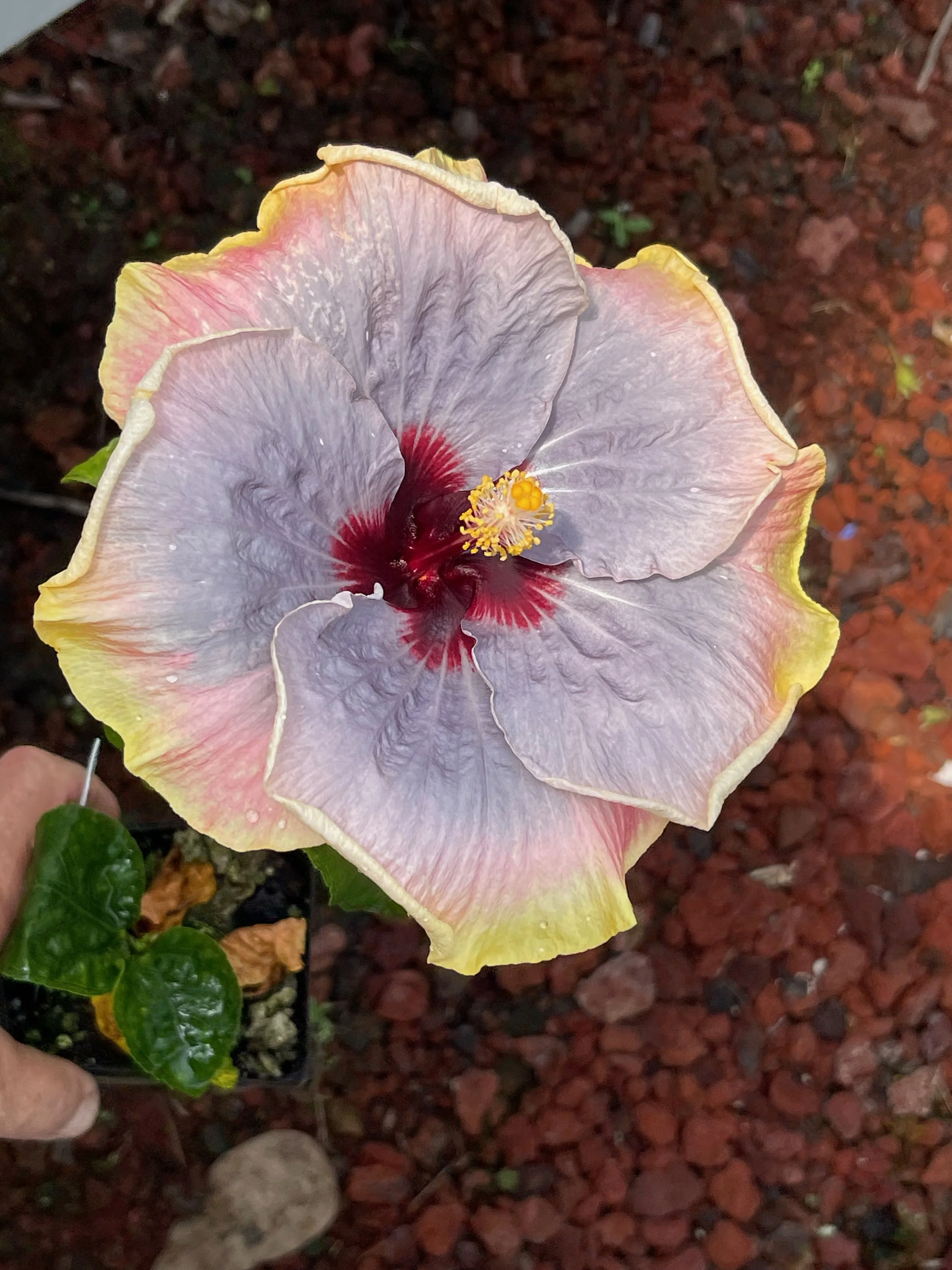 Hibiscus rosa-sinensis 'Impending Storm' (1).jpeg