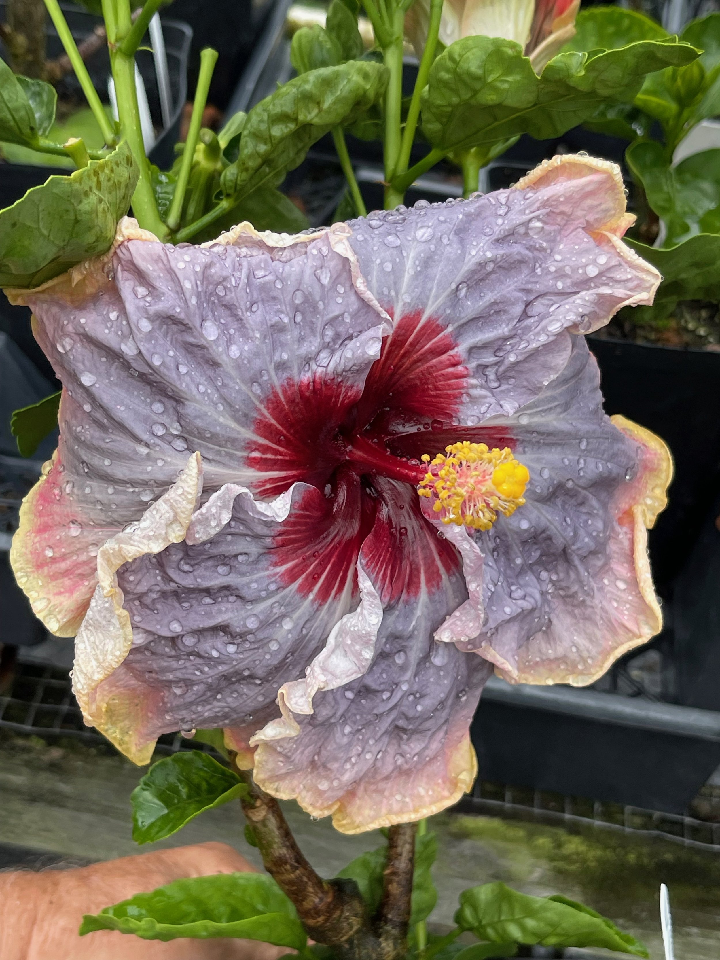 Hibiscus rosa-sinensis 'Impending Storm' (3).jpeg