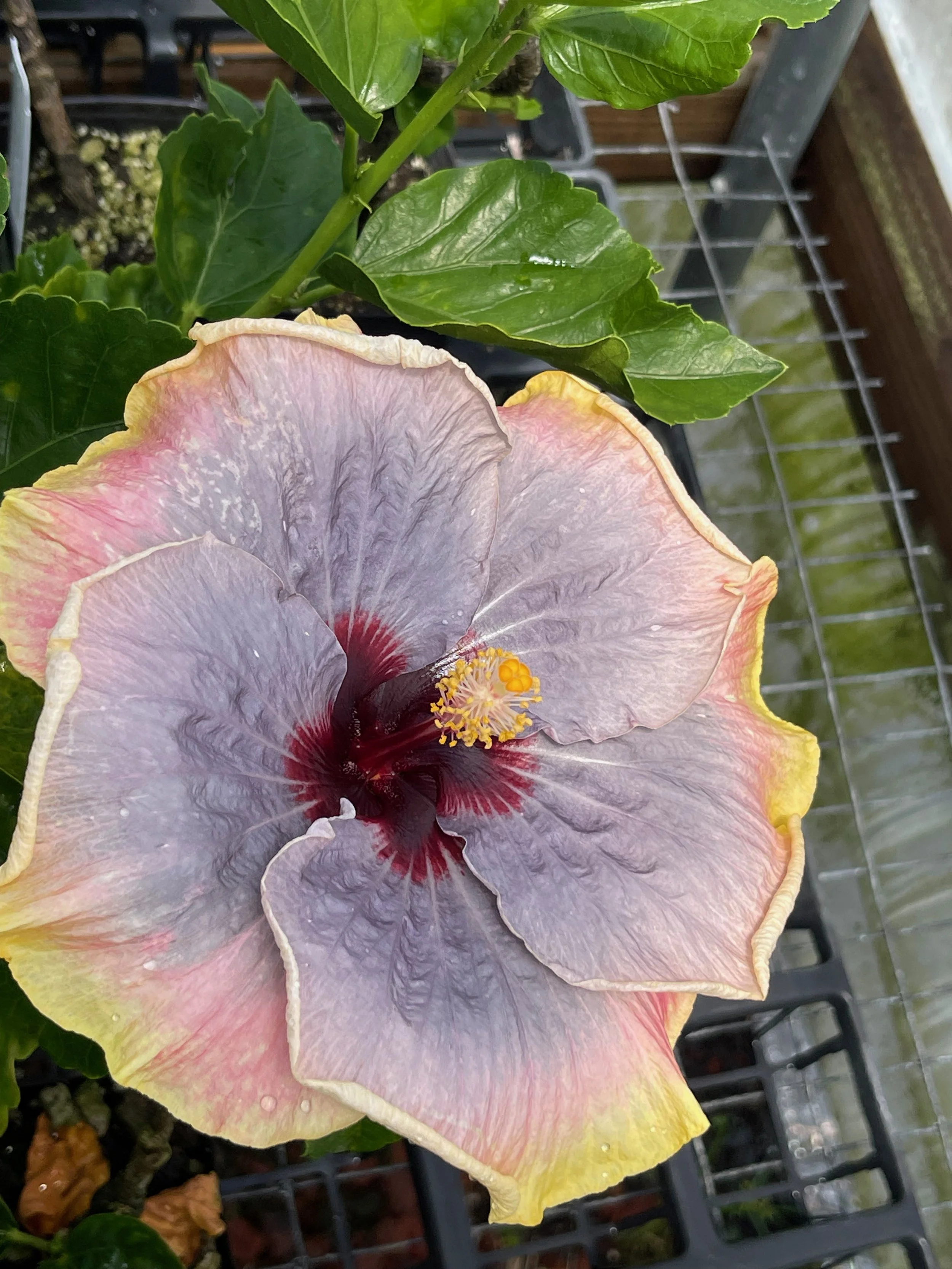 Hibiscus rosa-sinensis 'Impending Storm'.jpeg