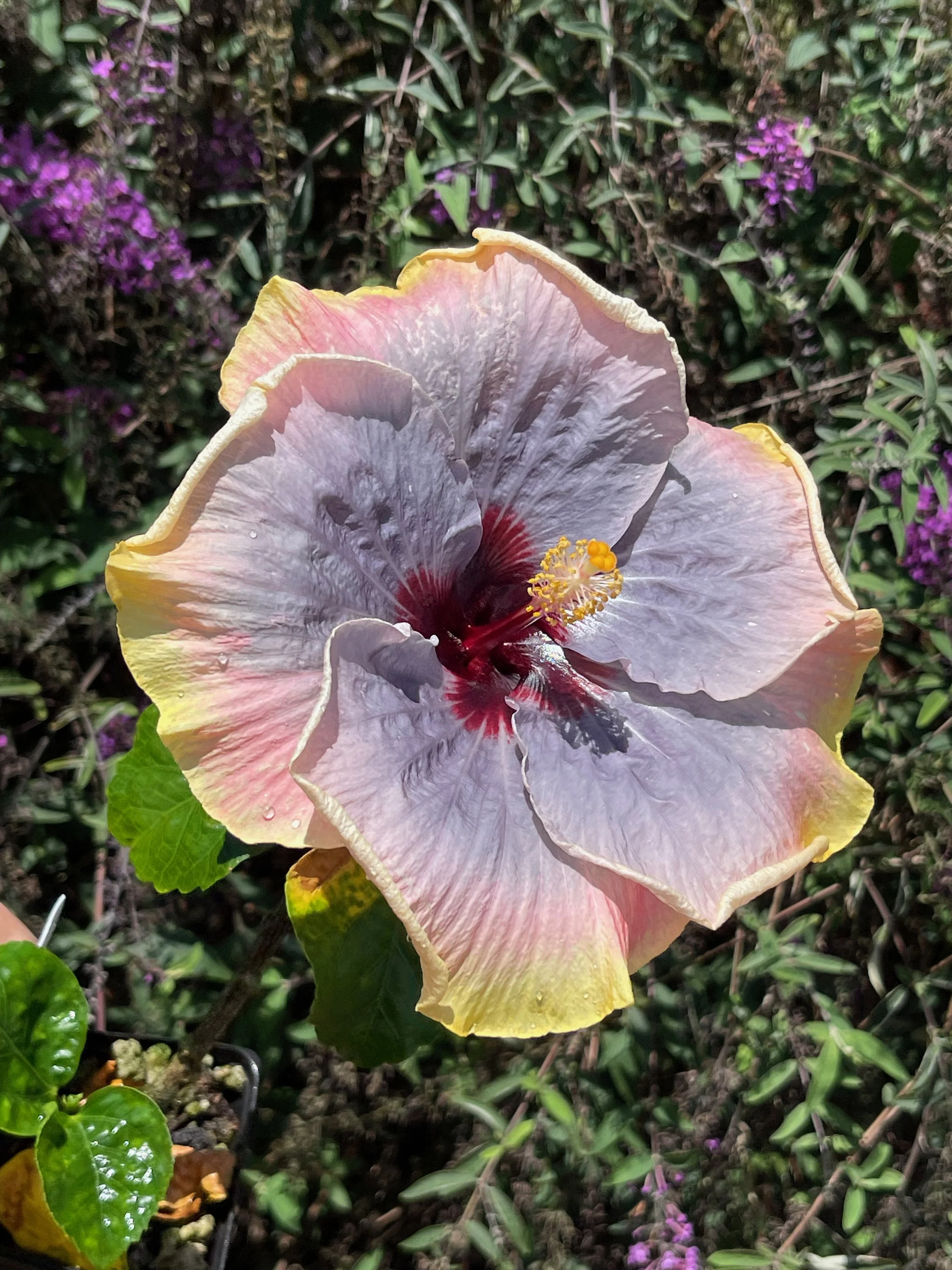 Hibiscus rosa-sinensis 'Impending Storm' (2).jpeg