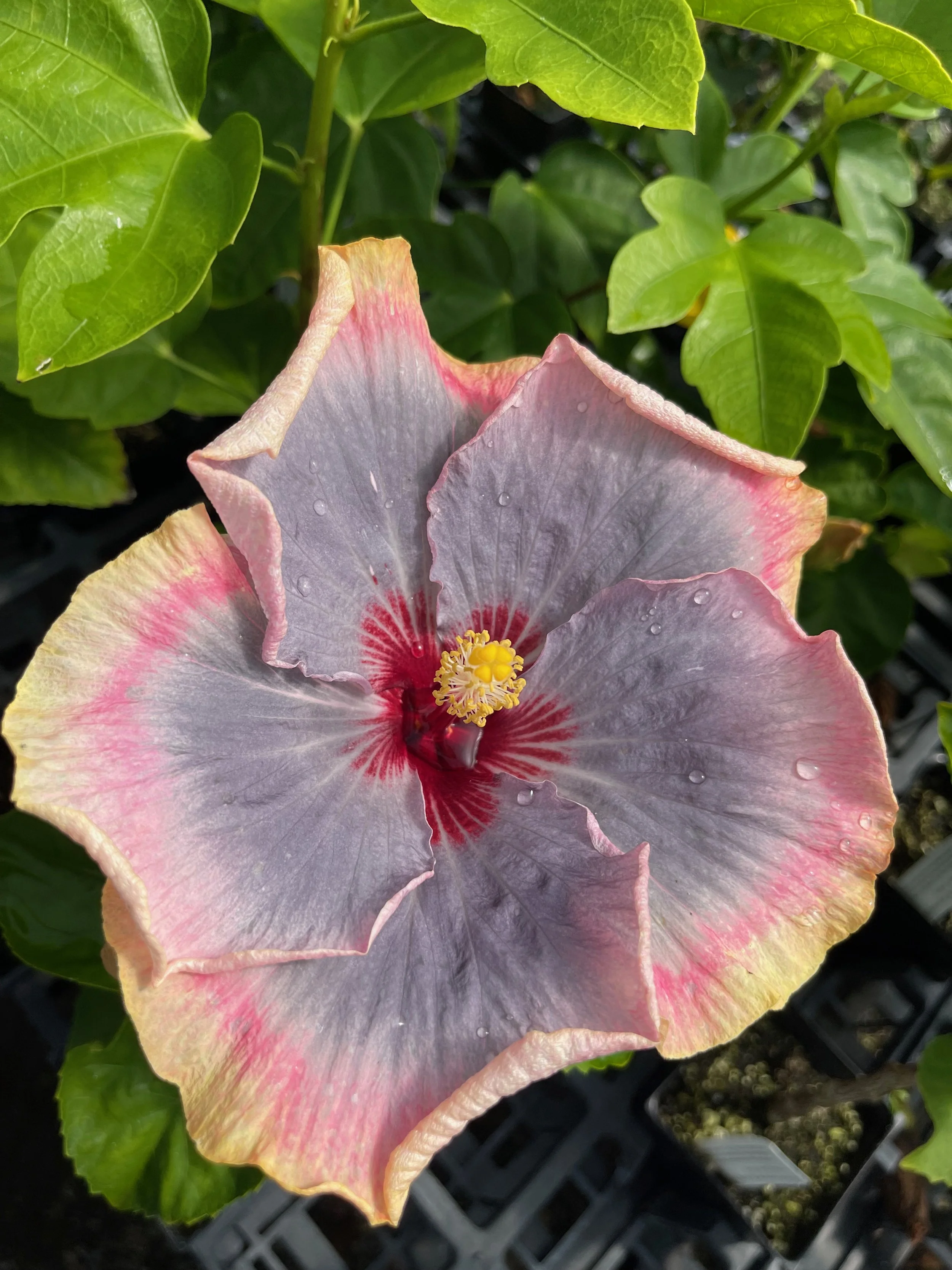 Hibiscus rosa-sinensis 'Impending Storm' (4).jpeg