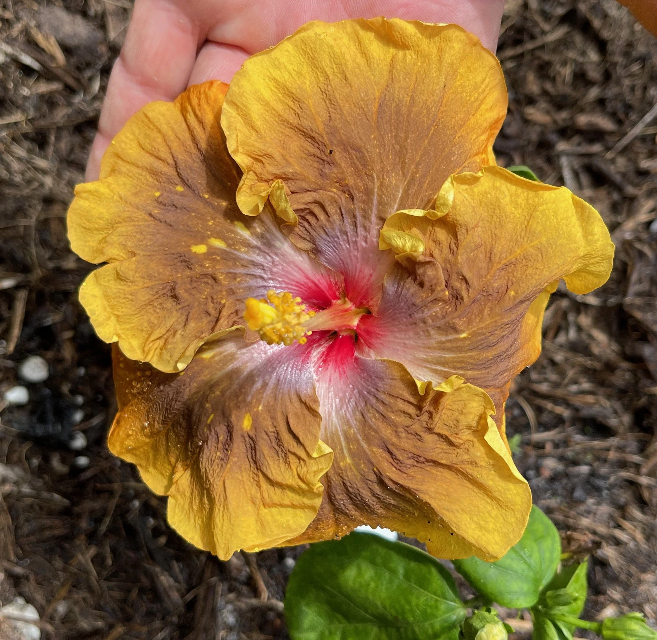 Hibiscus rosa-sinensis 'Lion Tamer' (1).jpeg