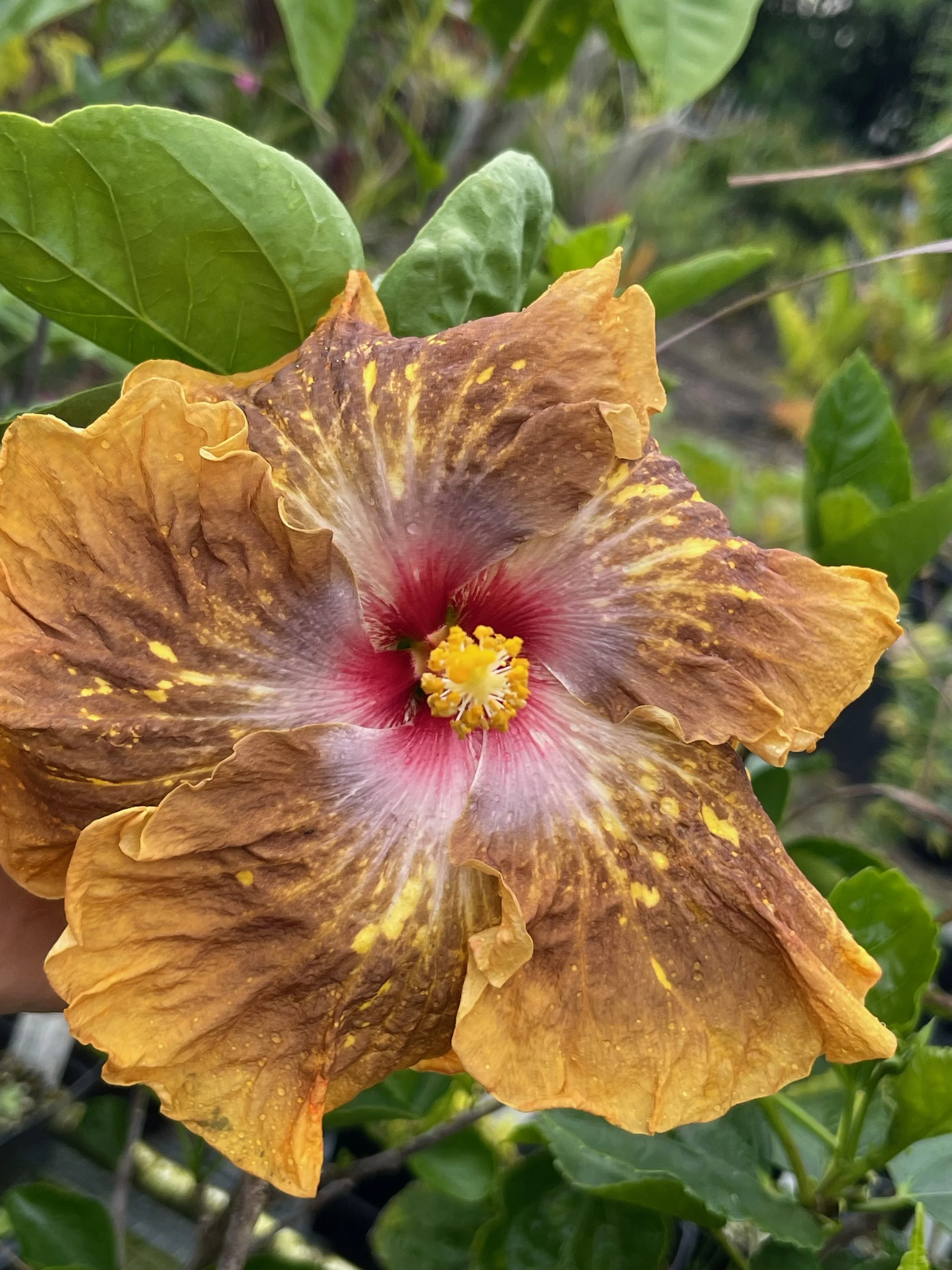 Hibiscus rosa-sinensis 'Lion Tamer' (5).jpeg