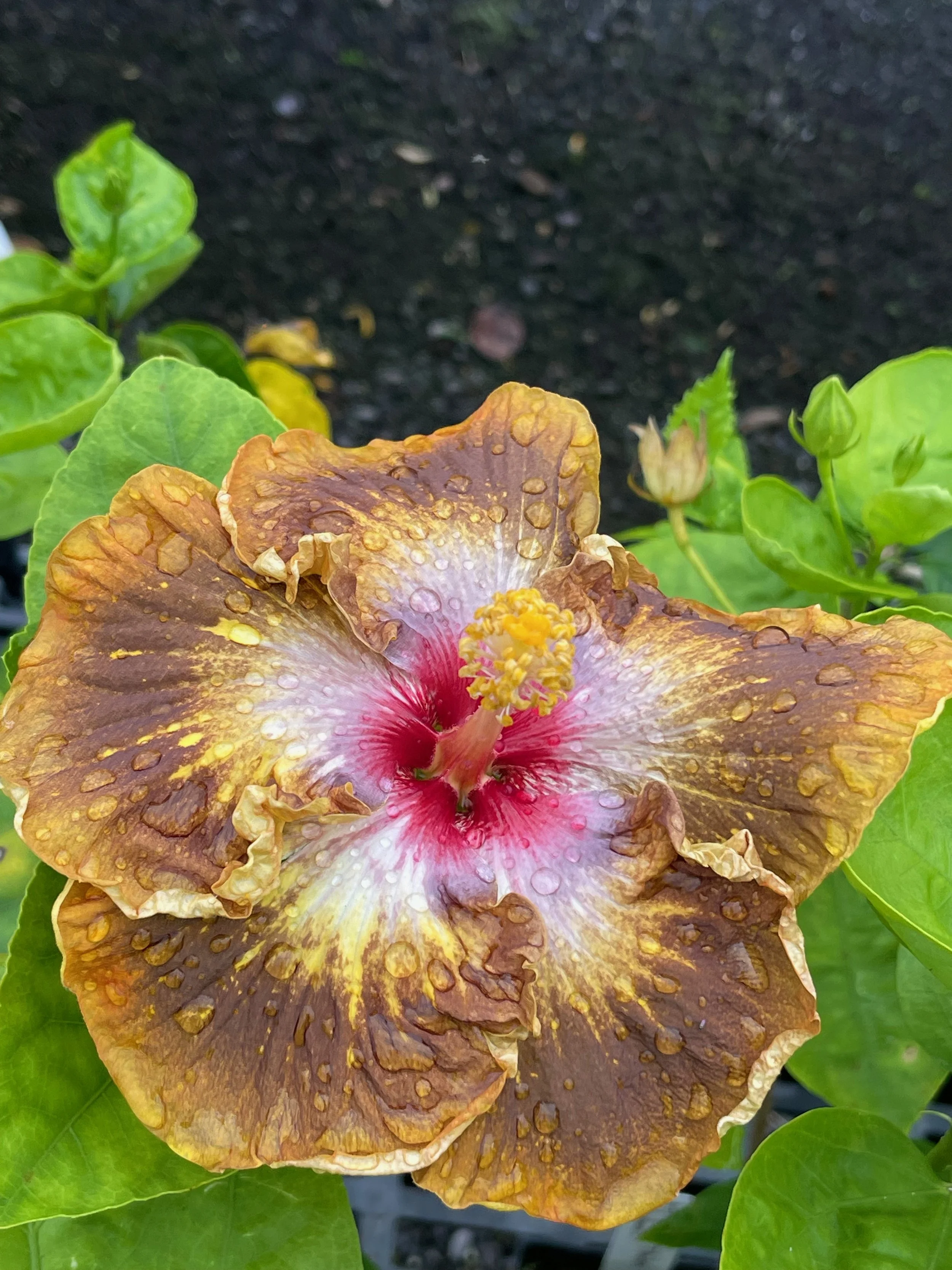 Hibiscus rosa-sinensis 'Lion Tamer' (4).jpeg