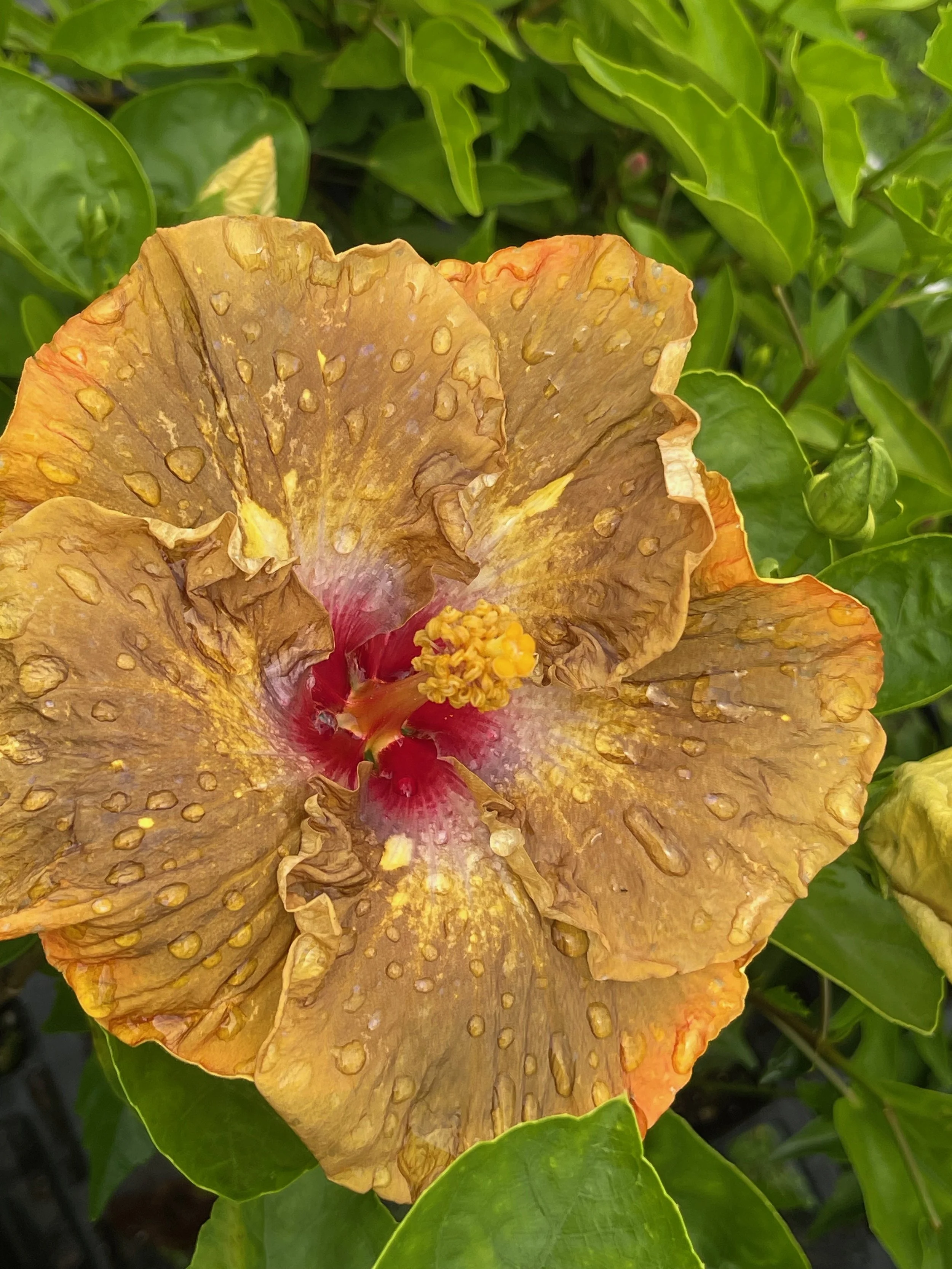 Hibiscus rosa-sinensis 'Lion Tamer' (3).jpeg