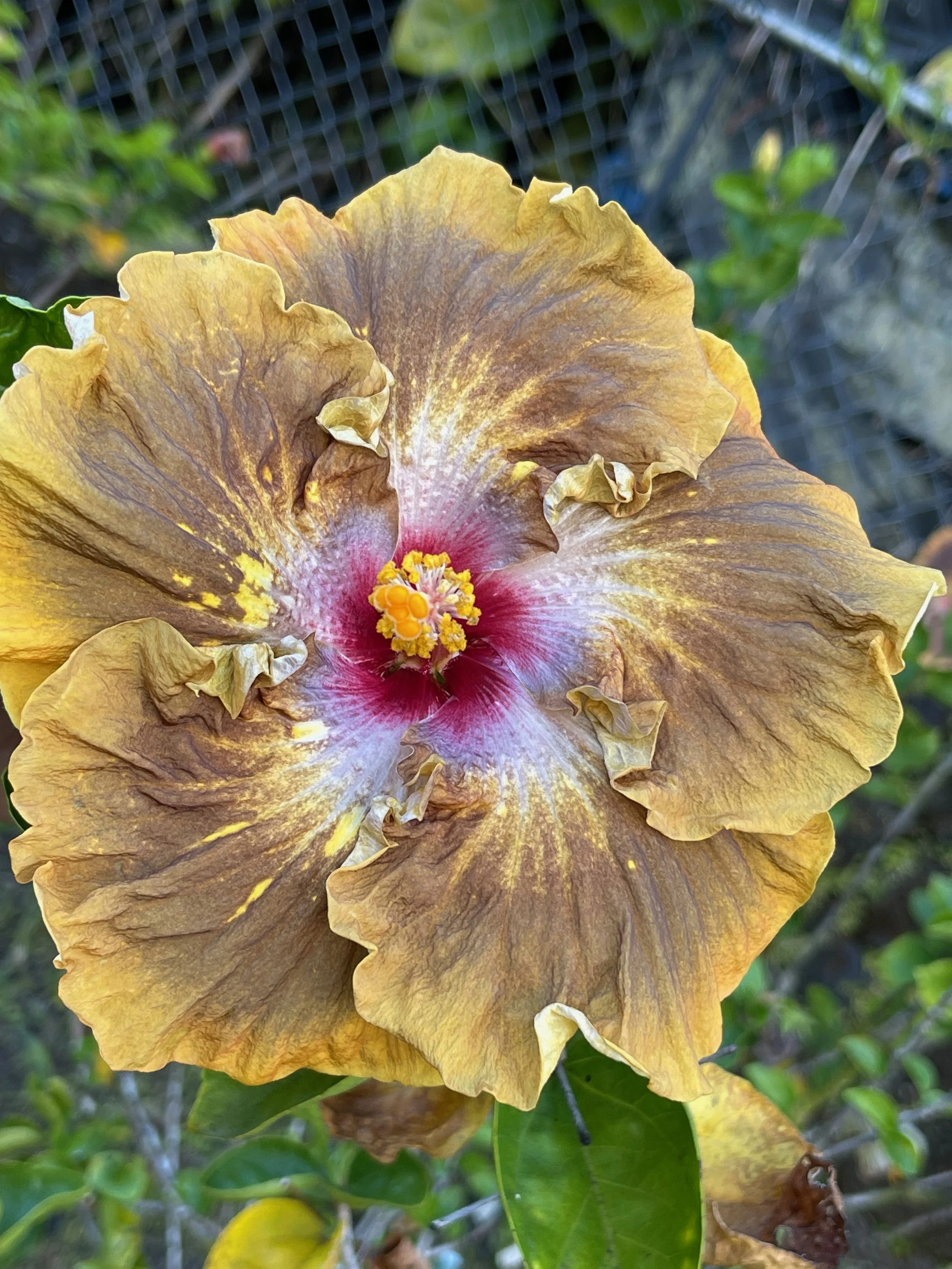 Hibiscus rosa-sinensis 'Lion Tamer' (2).jpeg
