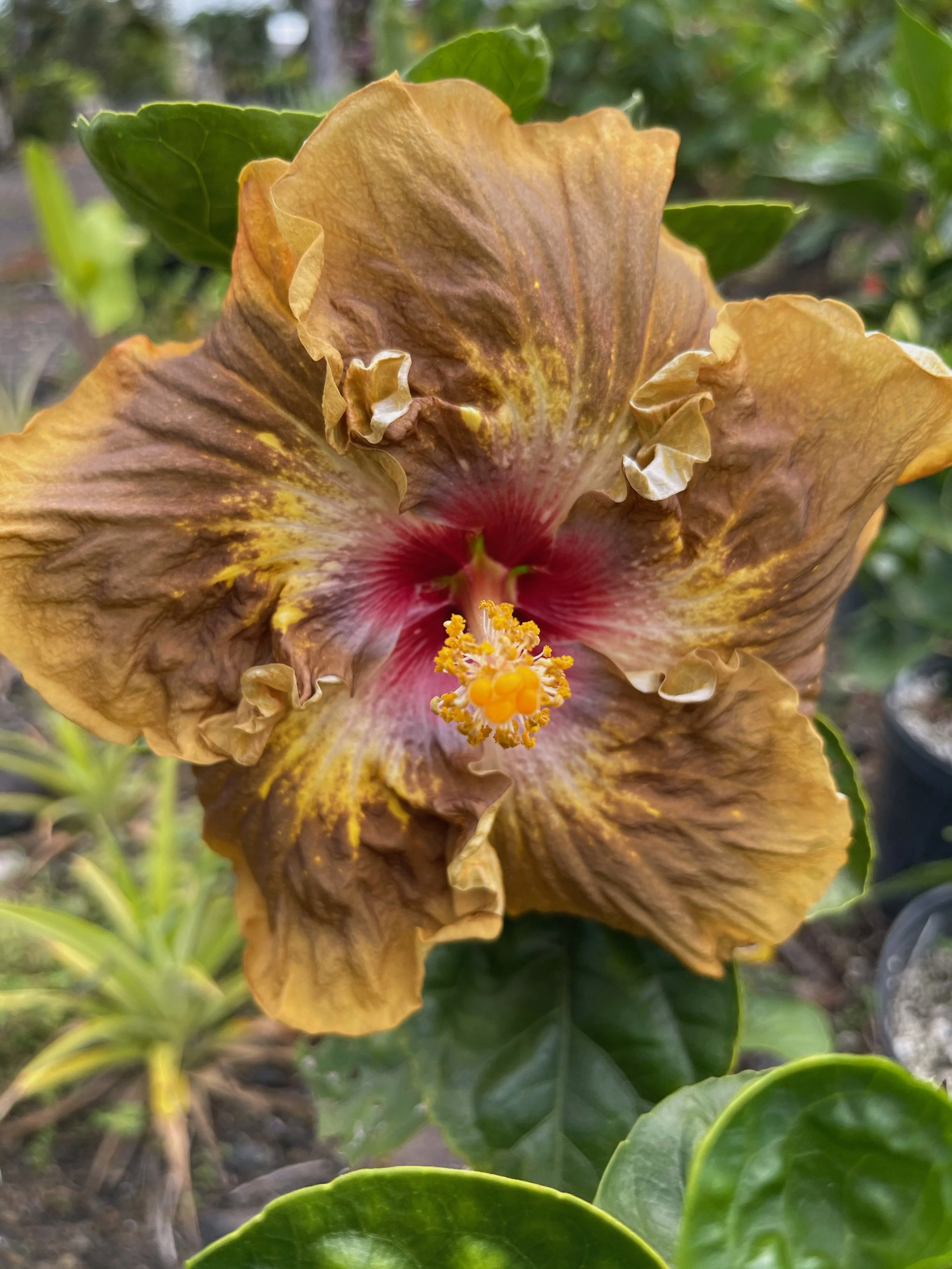 Hibiscus rosa-sinensis 'Lion Tamer'.jpeg