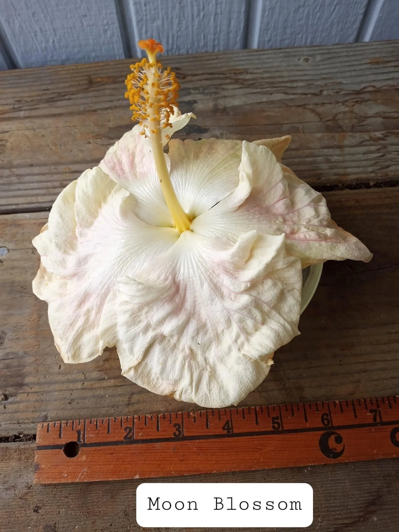 Hibiscus rosa-sinensis 'Moon Blossom'.jpeg