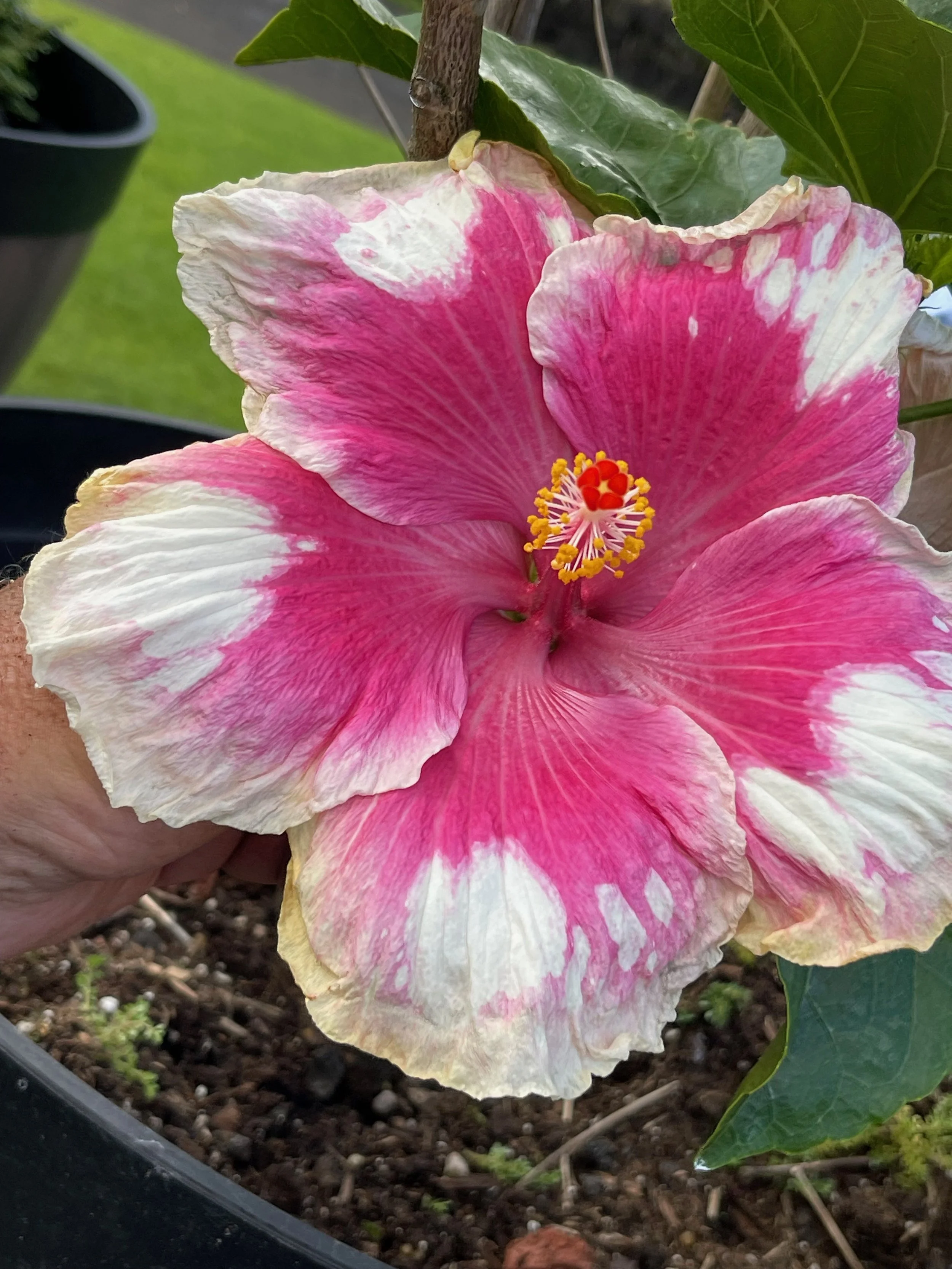Hibiscus rosa-sinensis 'Sugar Kisses'.jpeg