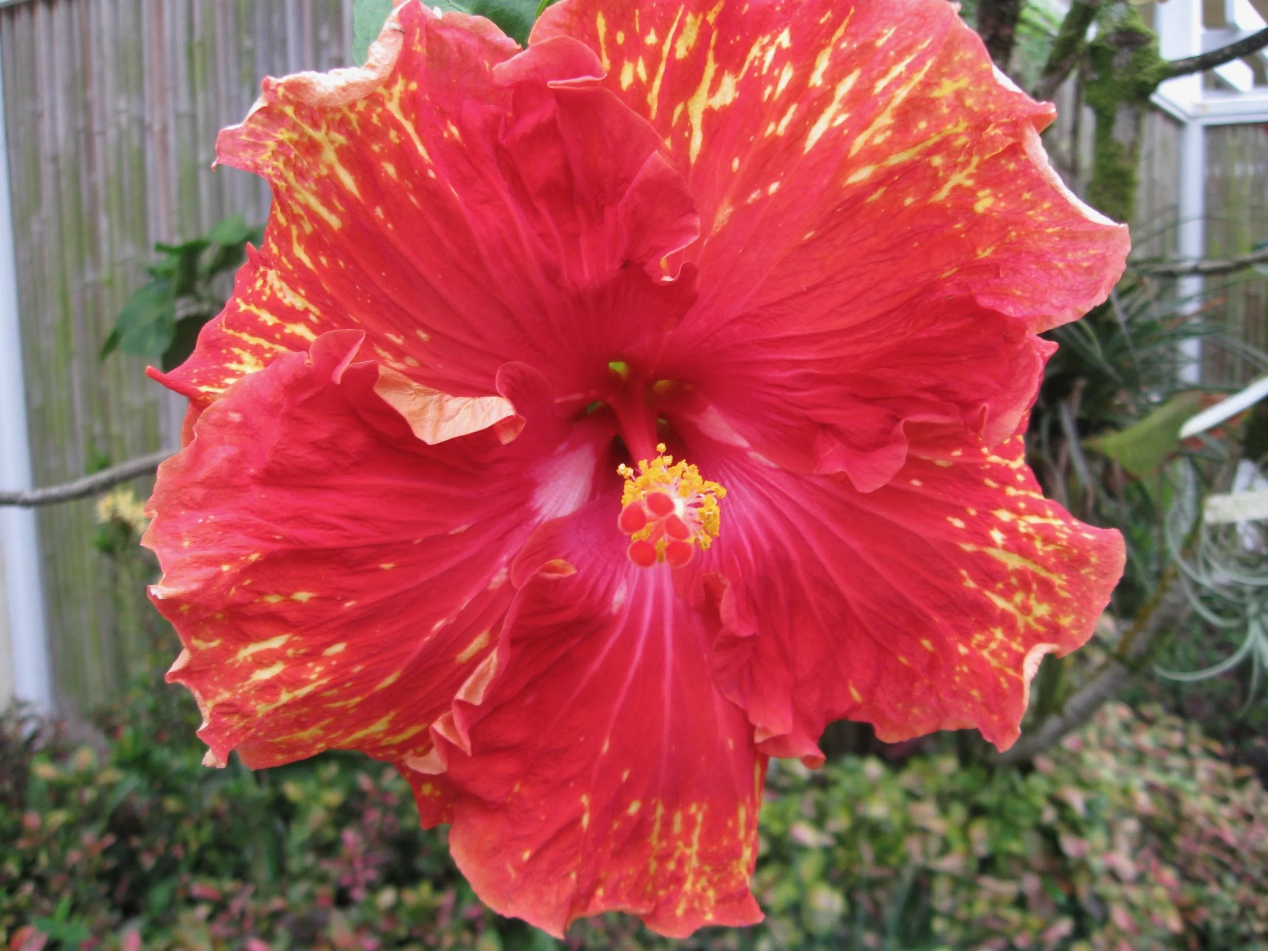Hibiscus rosa-sinensis 'Sun Shower'.jpeg