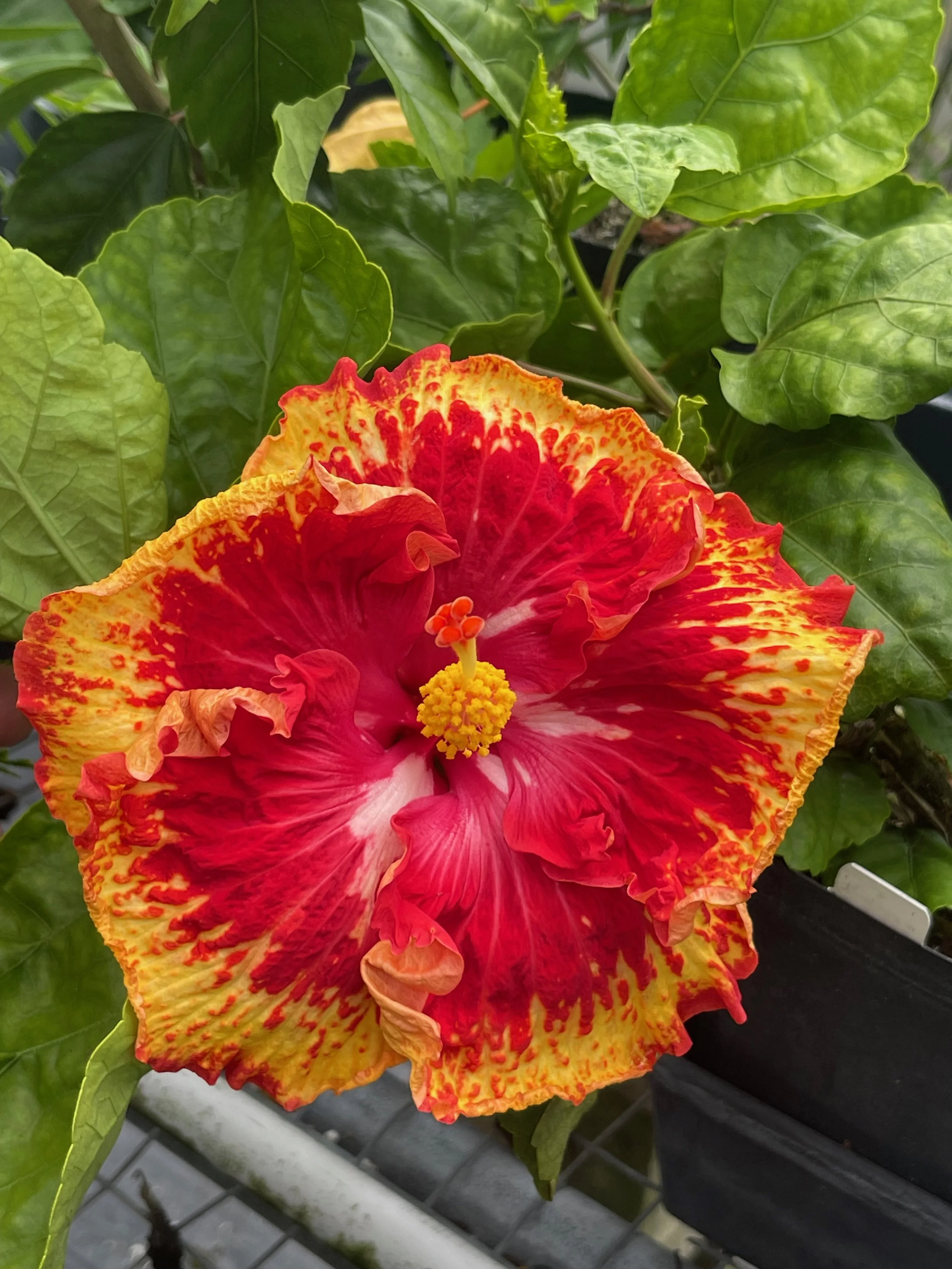 Hibiscus rosa-sinensis 'Sun Shower' (2).jpeg