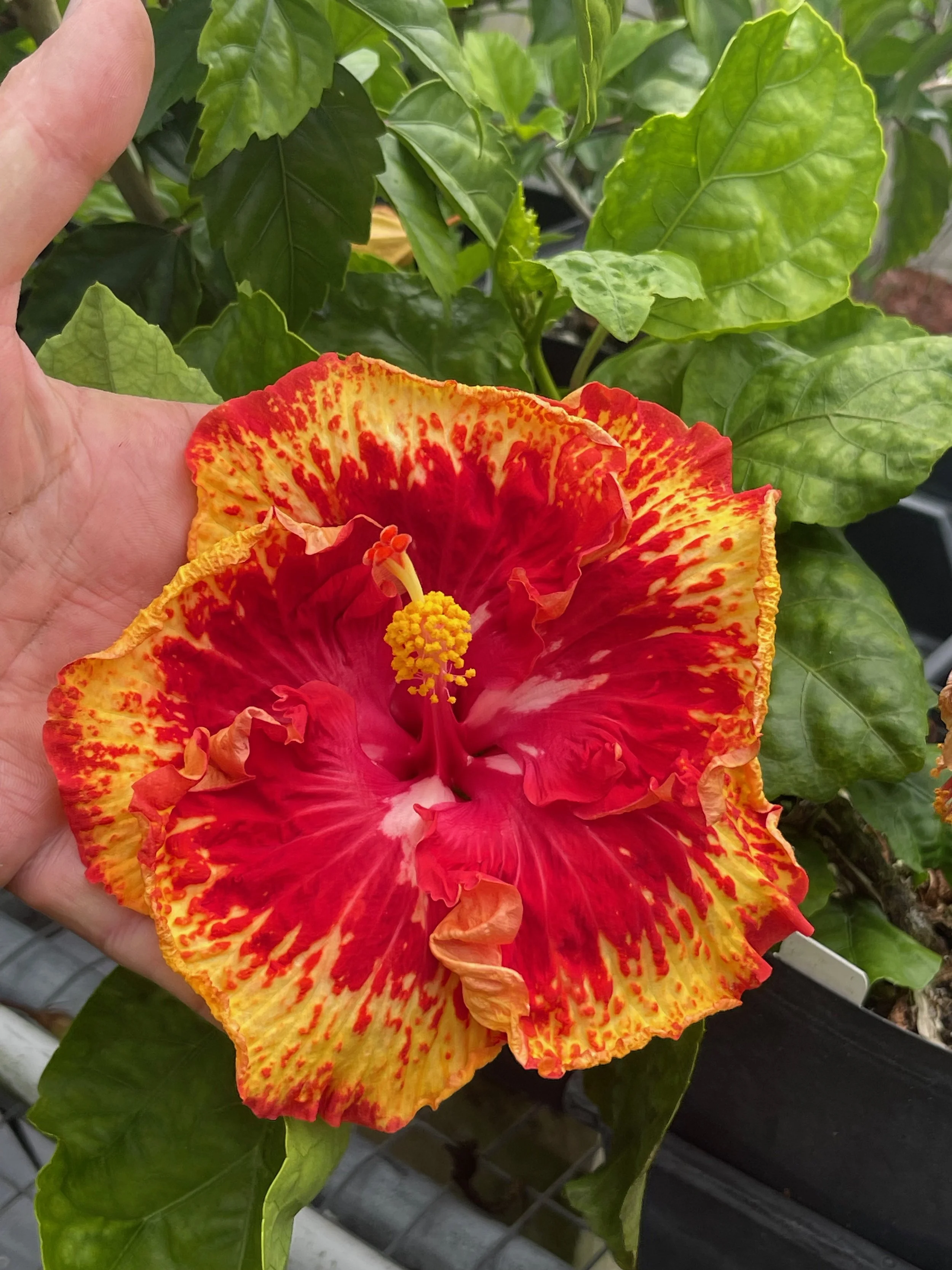 Hibiscus rosa-sinensis 'Sun Shower' (3).jpeg