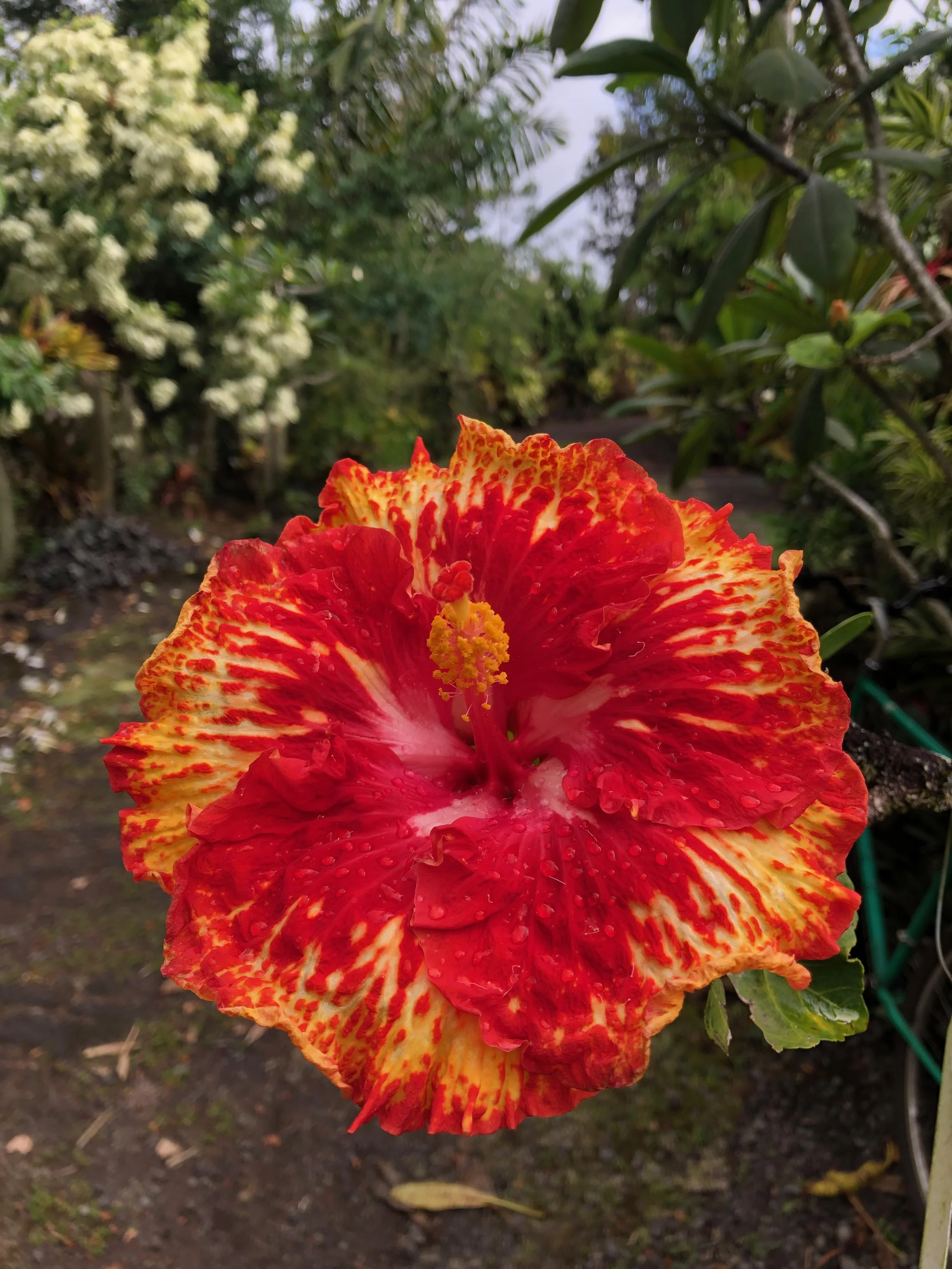 Hibiscus rosa-sinensis 'Sun Shower' (1).jpeg