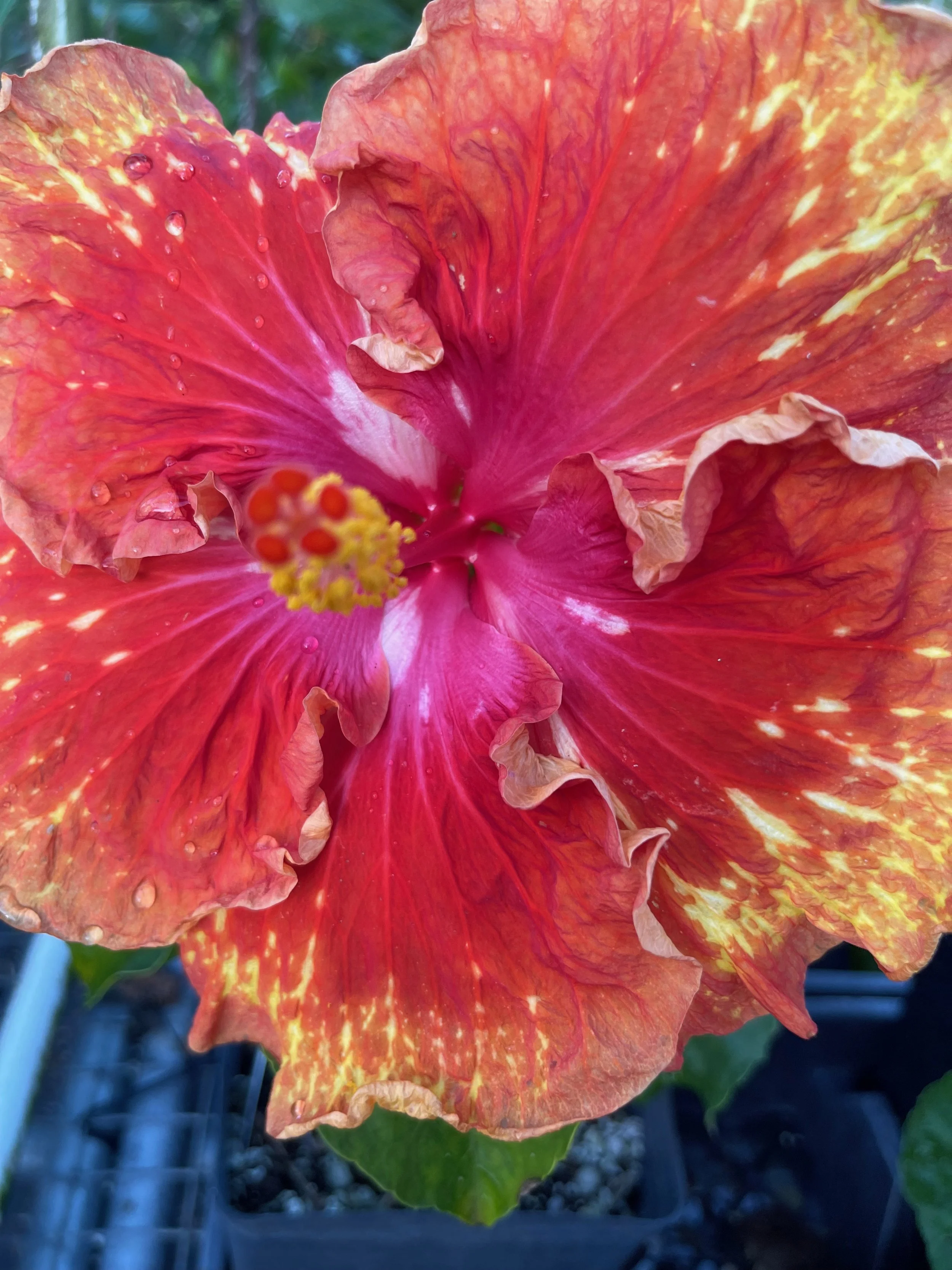 Hibiscus rosa-sinensis 'Sun Shower' (4).jpeg