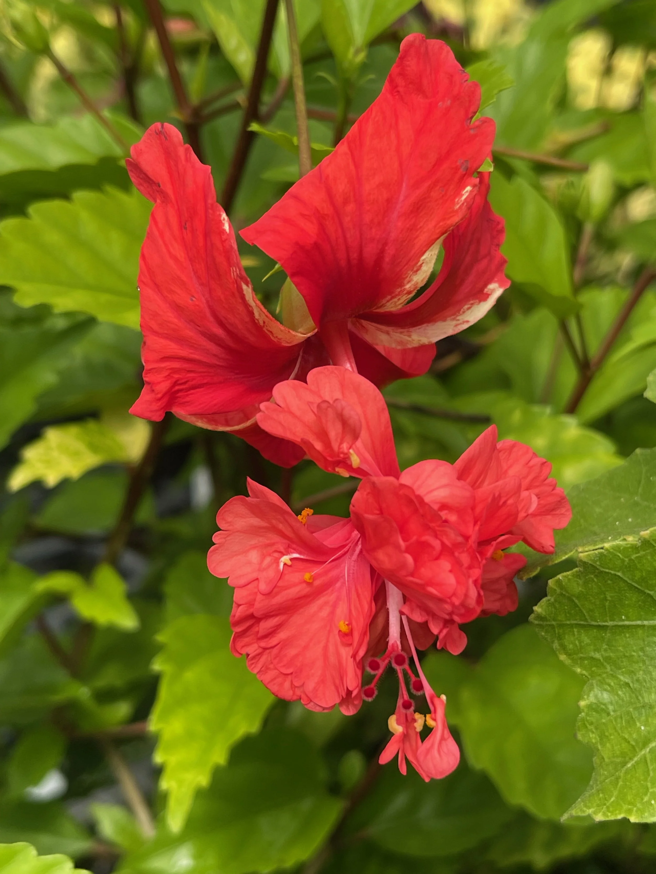 Hibiscus schizopetalus x  'El Capitola Red' (3).jpeg