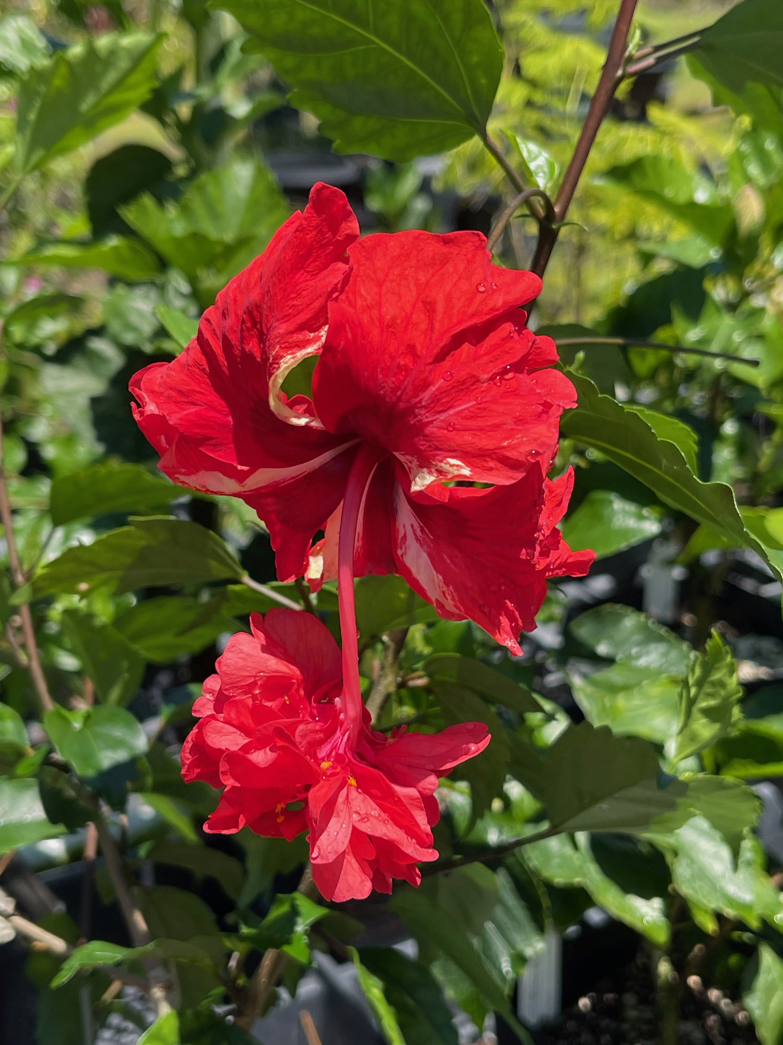 Hibiscus schizopetalus x  'El Capitola Red' (2).jpeg