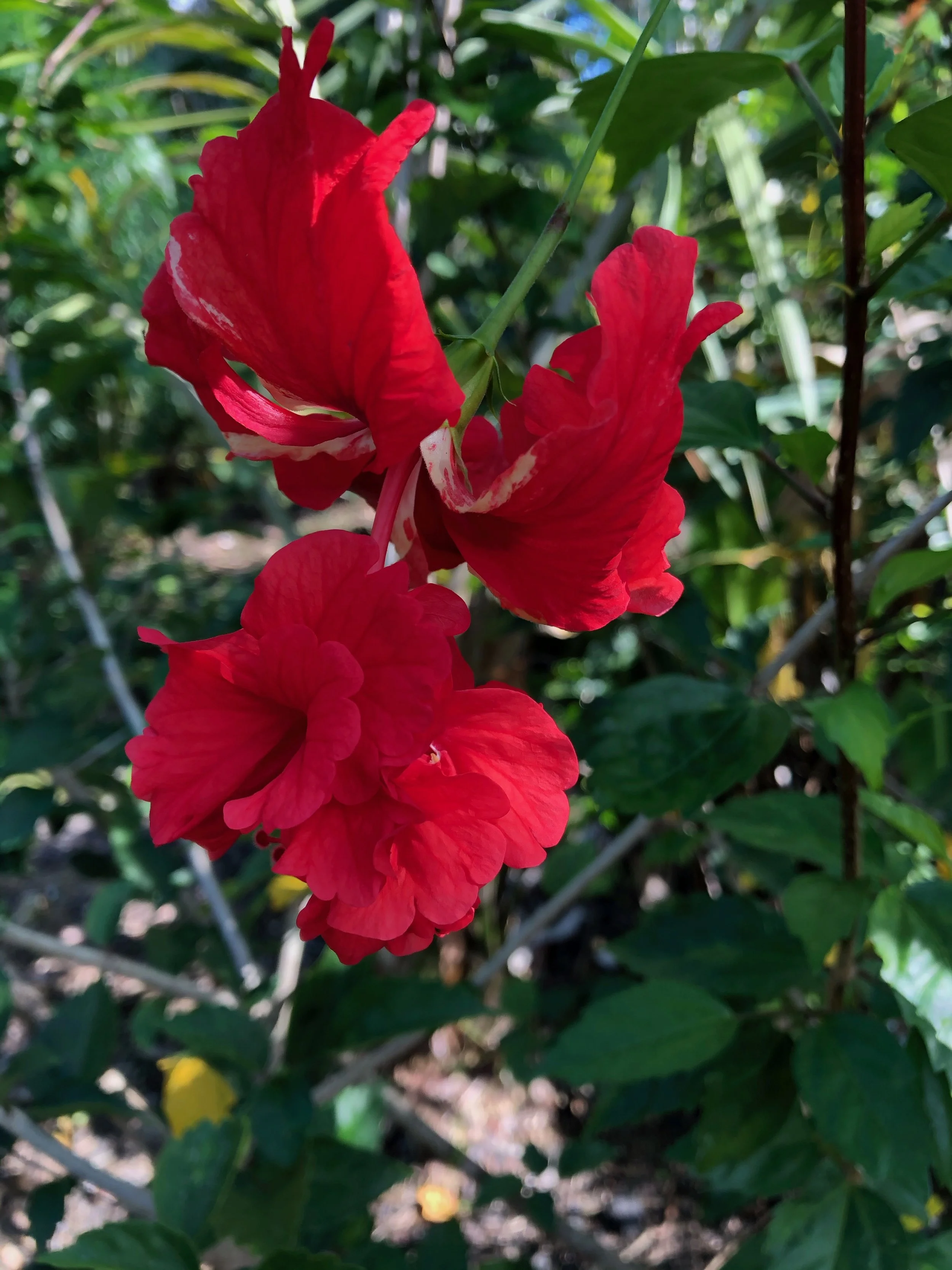 Hibiscus schizopetalus x  'El Capitola Red'.jpeg