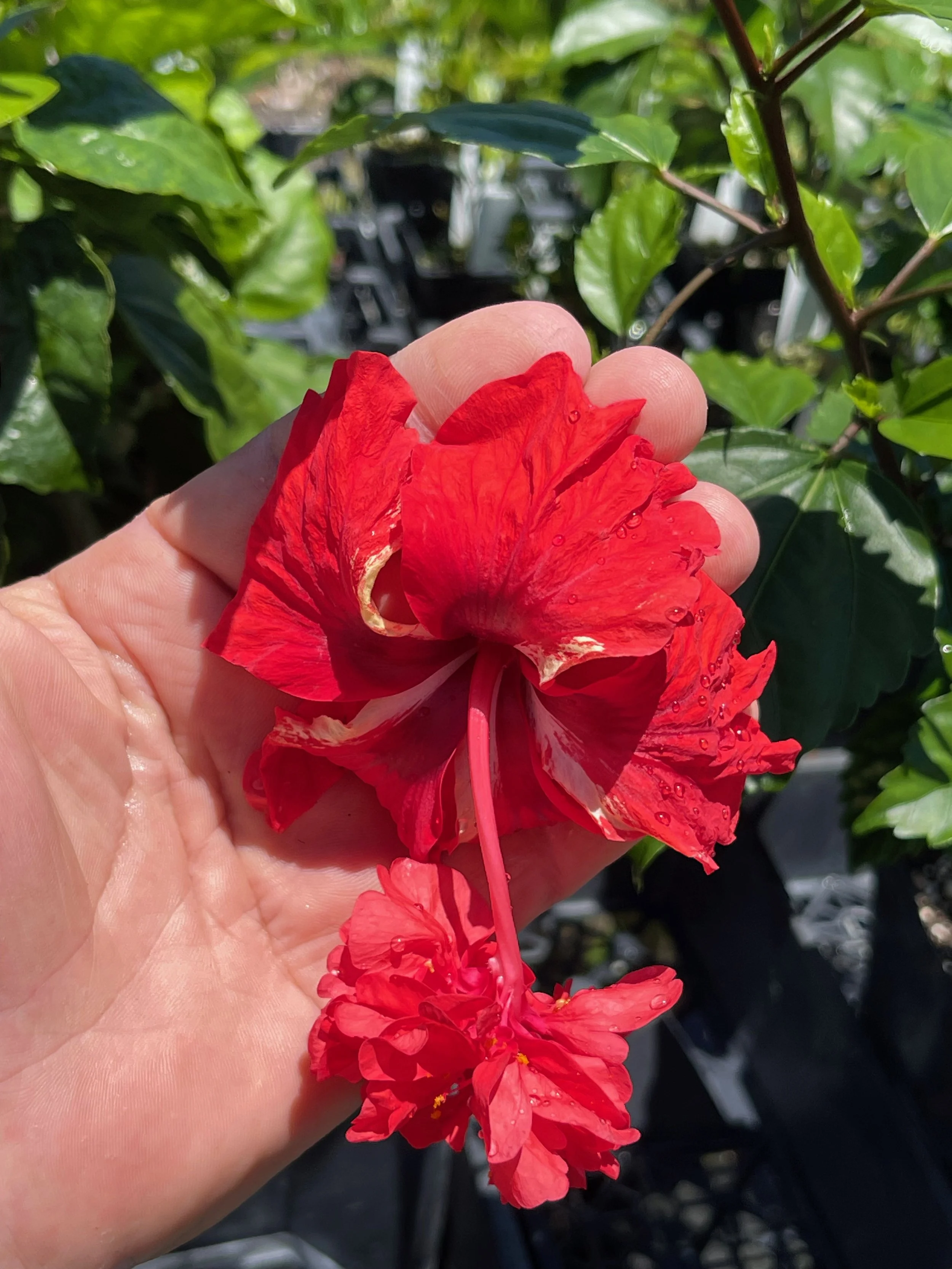Hibiscus schizopetalus x  'El Capitola Red' (1).jpeg