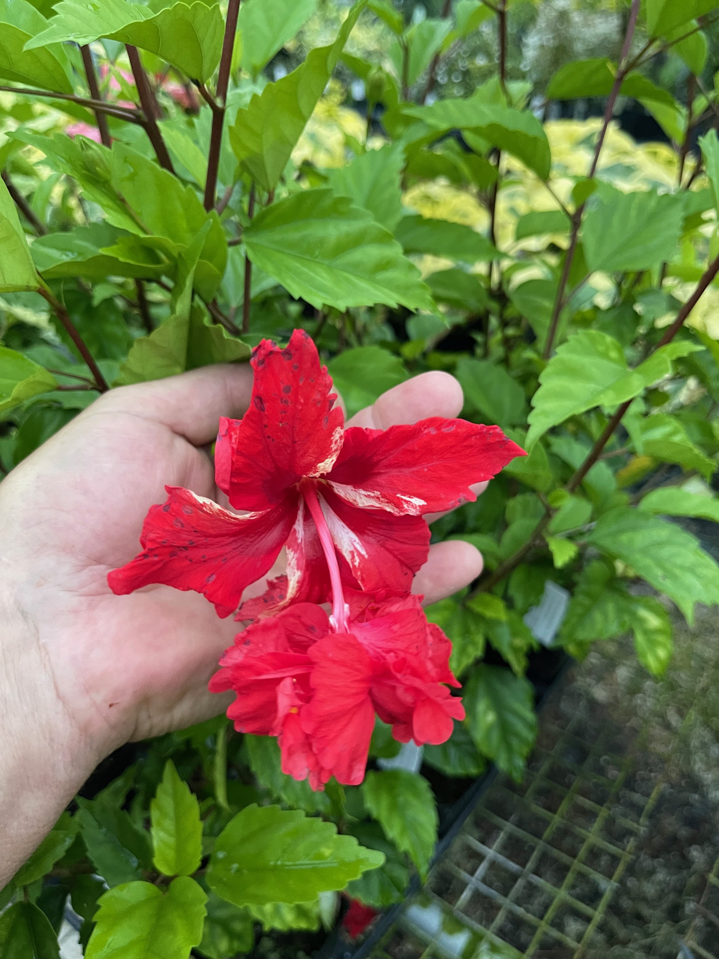 Hibiscus schizopetalus x  'El Capitola Red' (4).jpeg